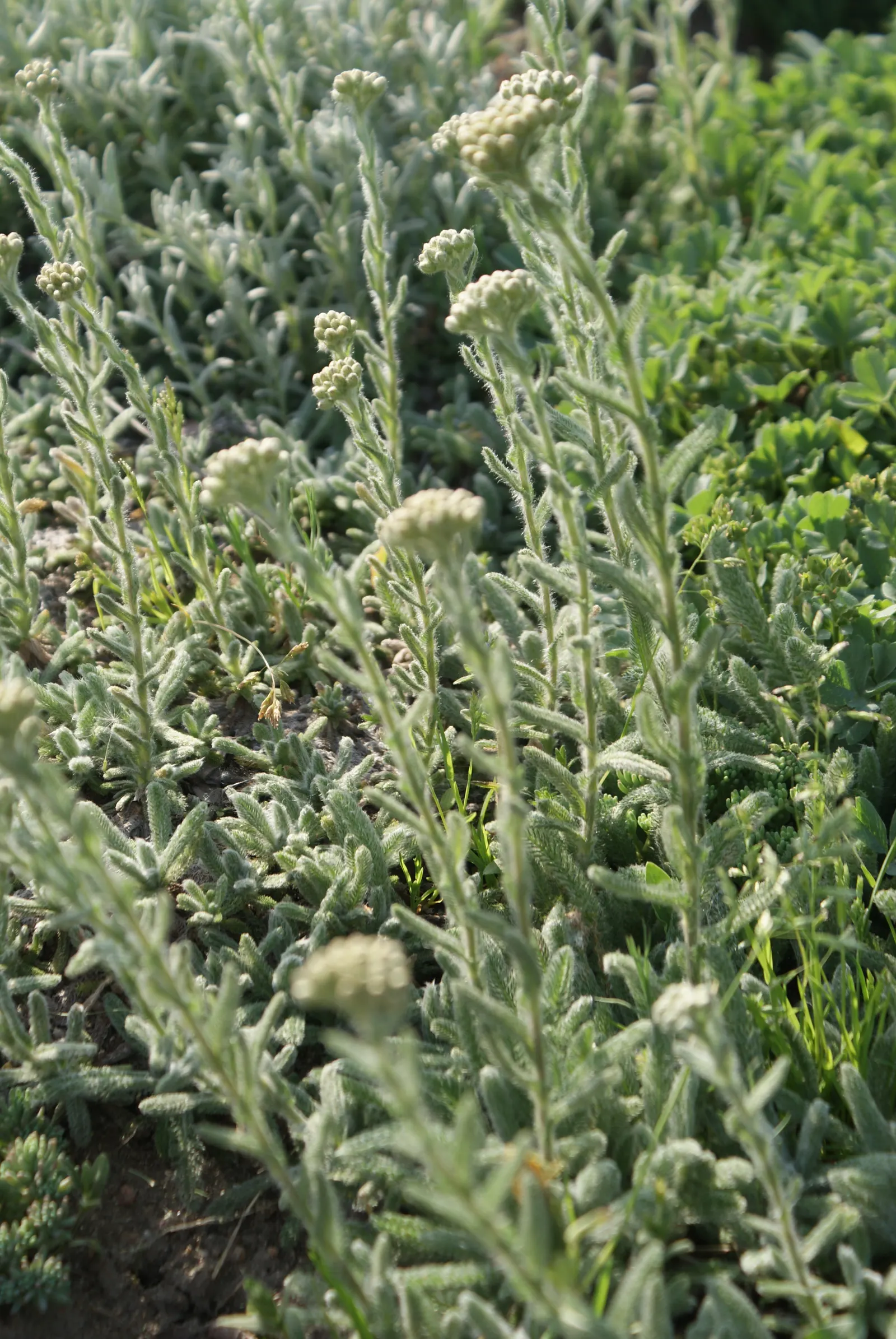 Woolly Yarrow (Achillea Tomentosa) — Each flower cluster is a composite of tiny florets typical of the Asteraceae family