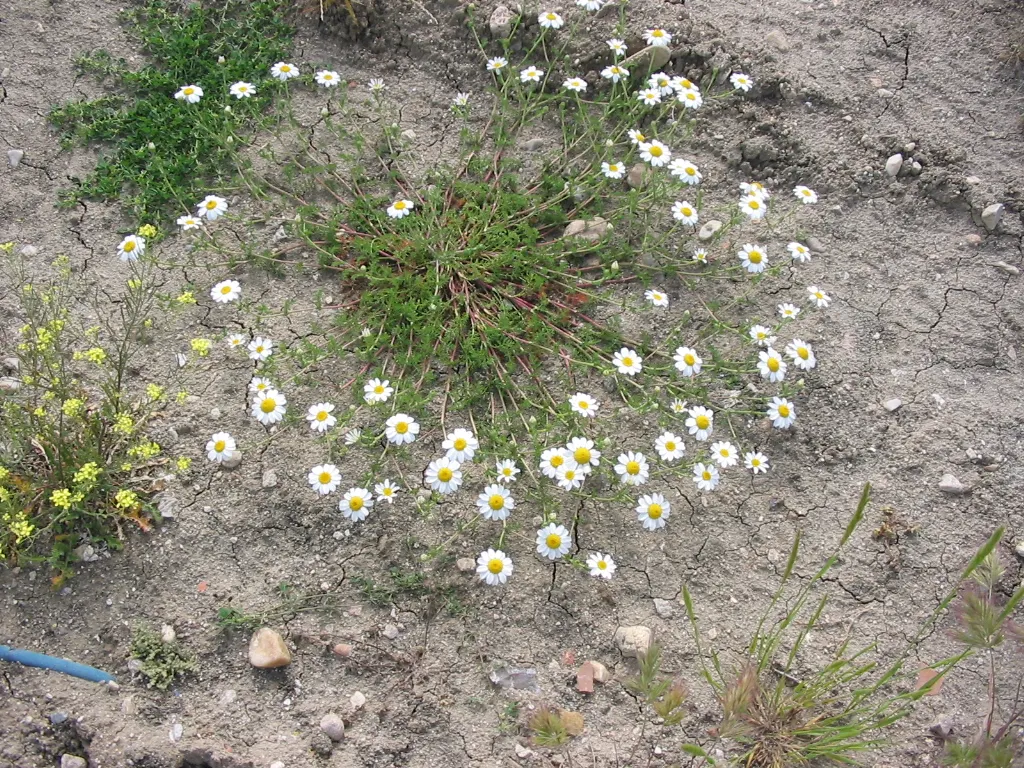 Woolly Yarrow (Achillea Tomentosa) — The leaves are finely divided; providing a low-maintenance yet vibrant solution for spaces between stepping stones