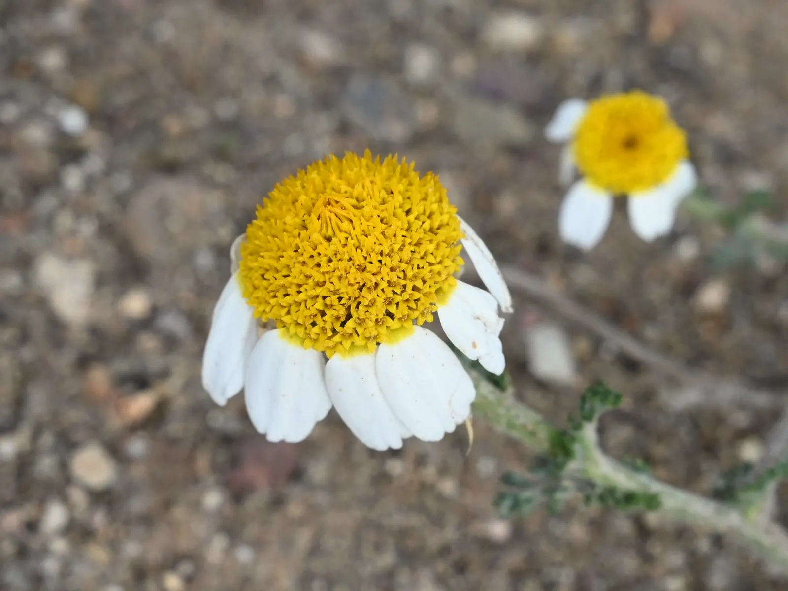 Woolly Yarrow (Achillea Tomentosa) — presenting an alluring textural element; woolly Yarrow is an excellent choice for areas that receive at least 6 hours of