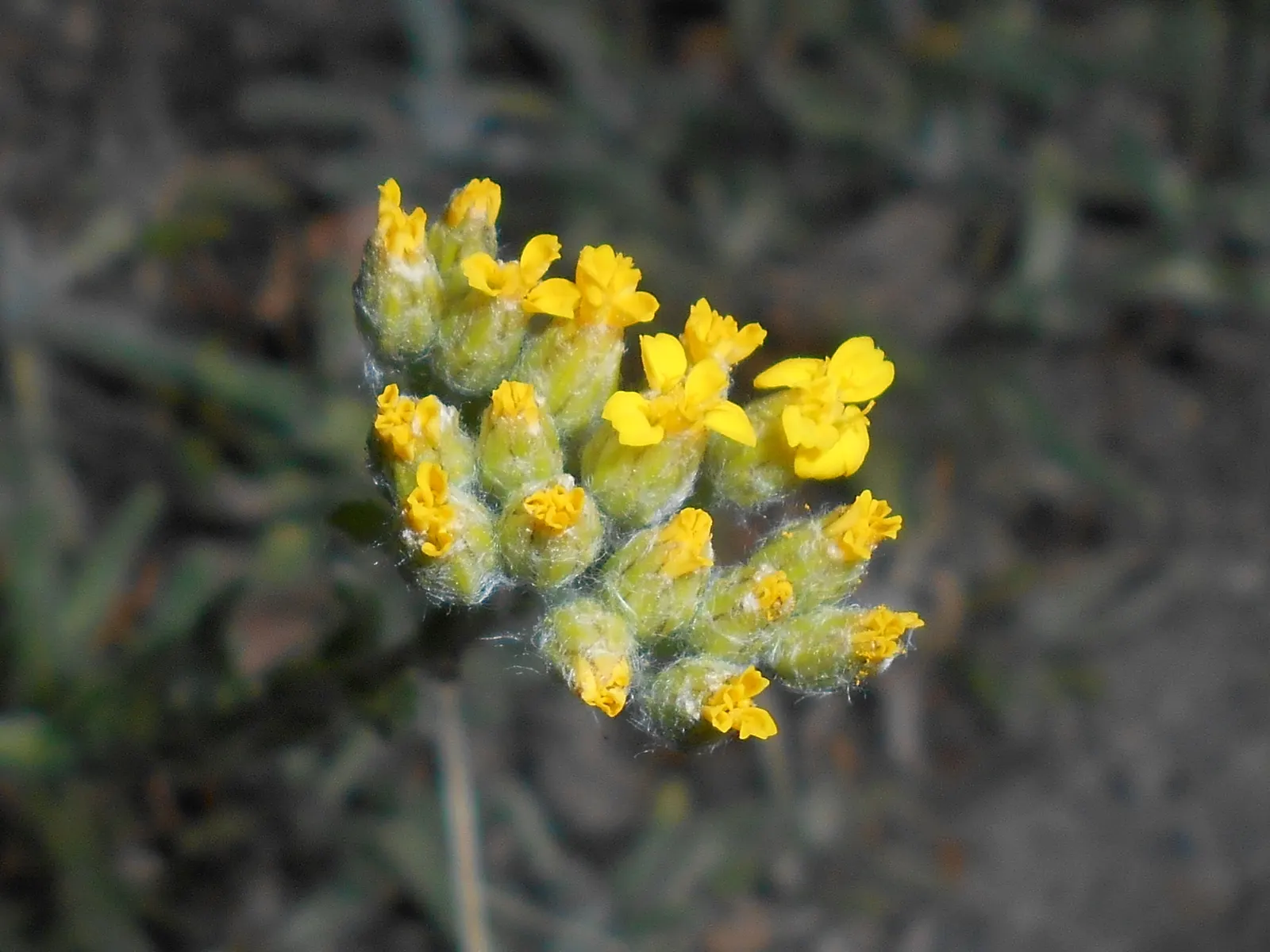 Woolly Yarrow (Achillea Tomentosa) — It prefers well-drained soil and is drought-tolerant once established