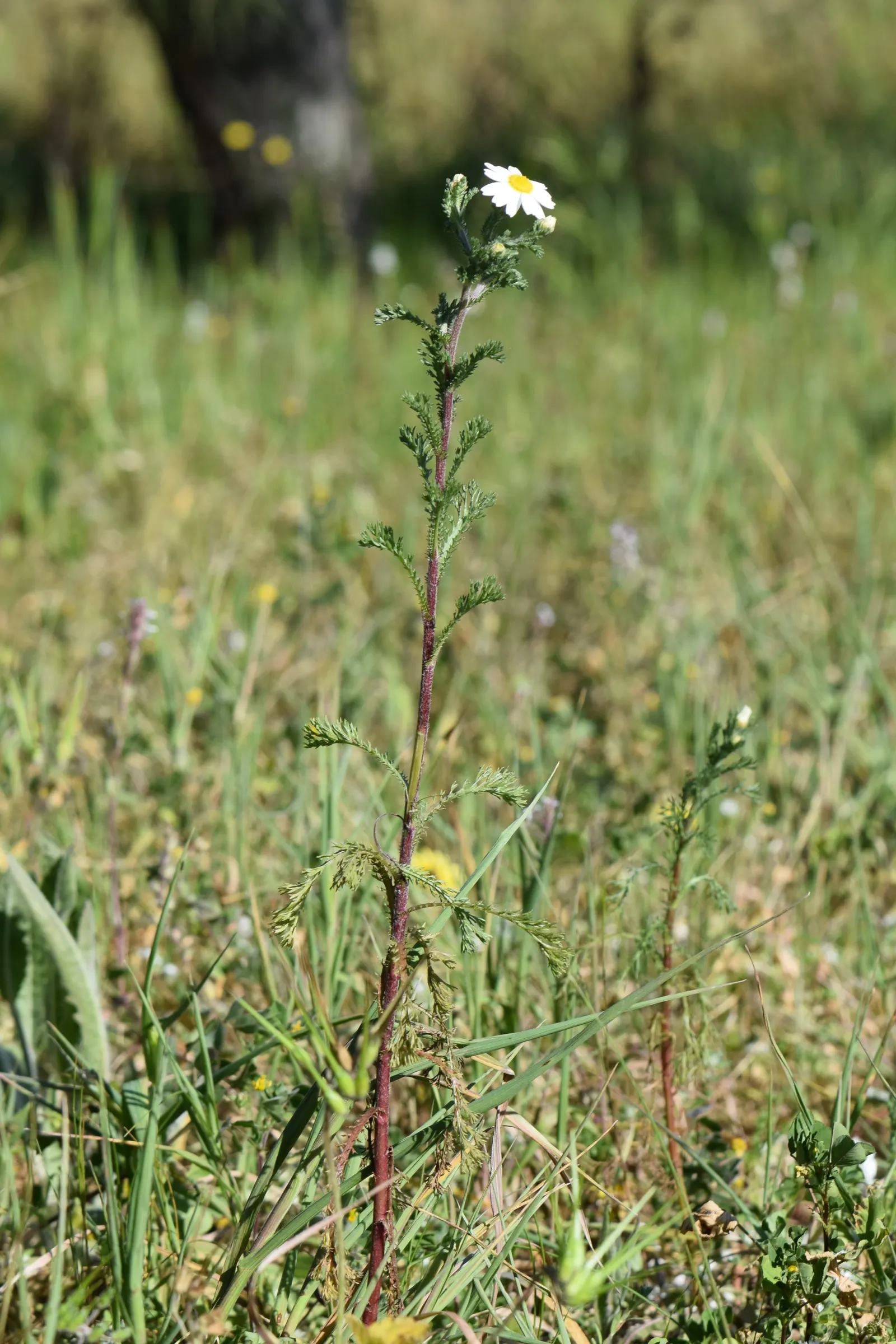 Woolly Yarrow (Achillea Tomentosa) — Its most distinctive feature is the fine; woolly Yarrow (Achillea tomentosa) is a low-growing perennial