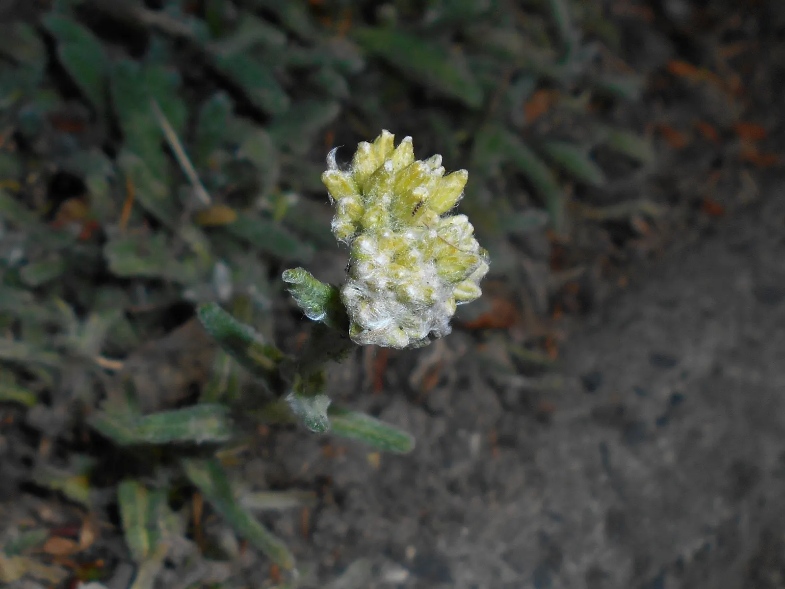 Woolly Yarrow (Achillea Tomentosa) — Its most distinctive feature is the fine; woolly Yarrow (Achillea tomentosa) is a low-growing perennial, image 60