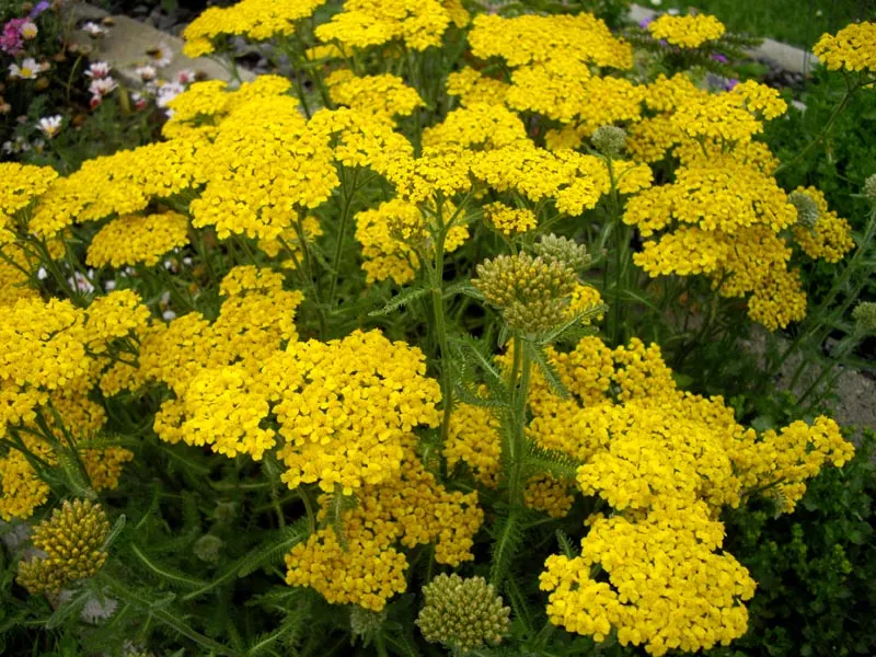 Woolly Yarrow (Achillea Tomentosa) — Achillea tomentosa is deer-resistant; making it an ideal groundcover or border plant for xeriscaping and, image 57