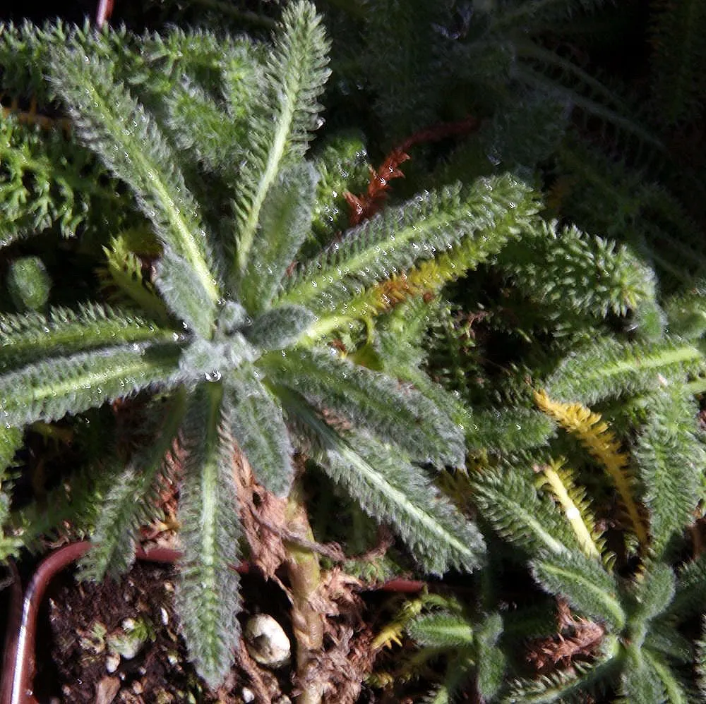 Woolly Yarrow (Achillea Tomentosa) — Achillea tomentosa is deer-resistant; making it an ideal groundcover or border plant for xeriscaping and wildlife-friendly