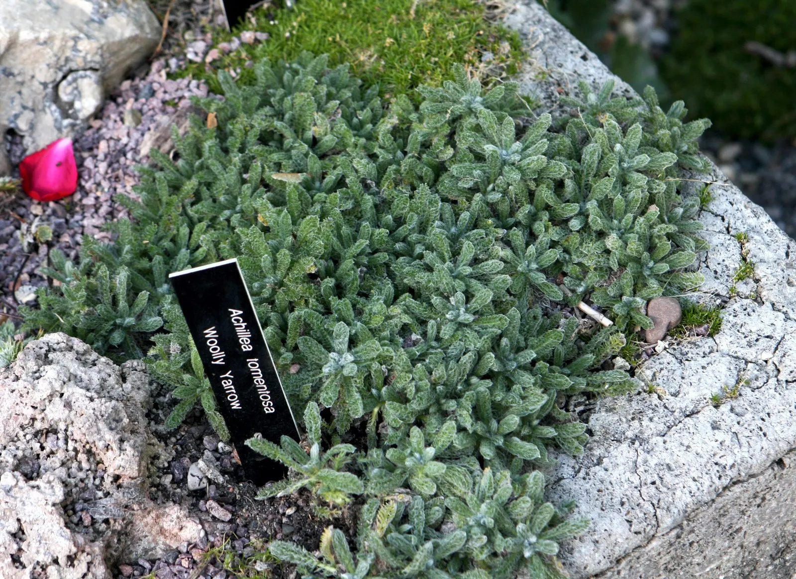 Woolly Yarrow (Achillea Tomentosa) — making it ideal for xeriscaping or rock gardens