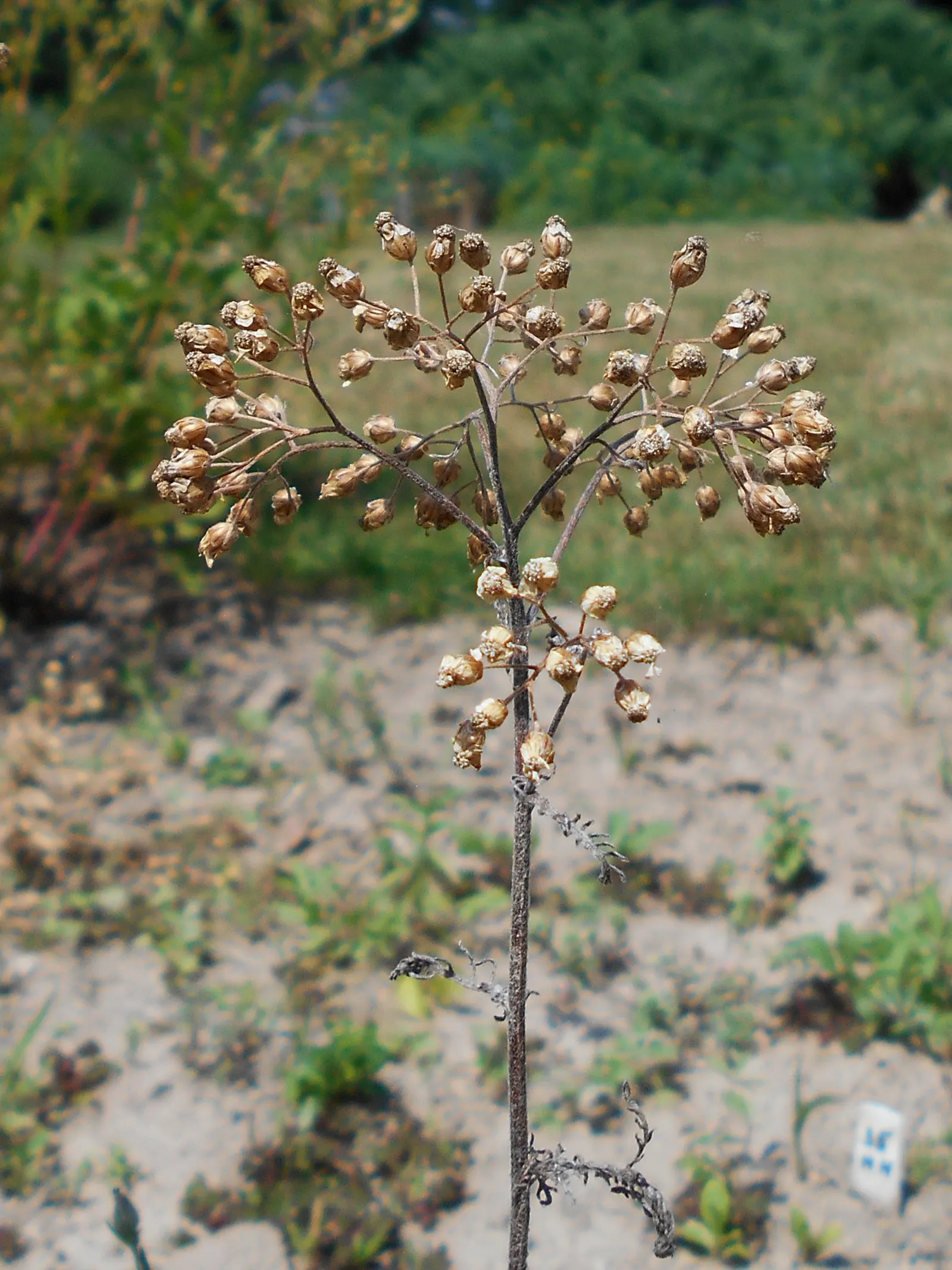 Woolly Yarrow (Achillea Tomentosa) — Its spread dictates a spacing of about 12 to 18 inches to form a continuous; each flower cluster is a composite of tiny