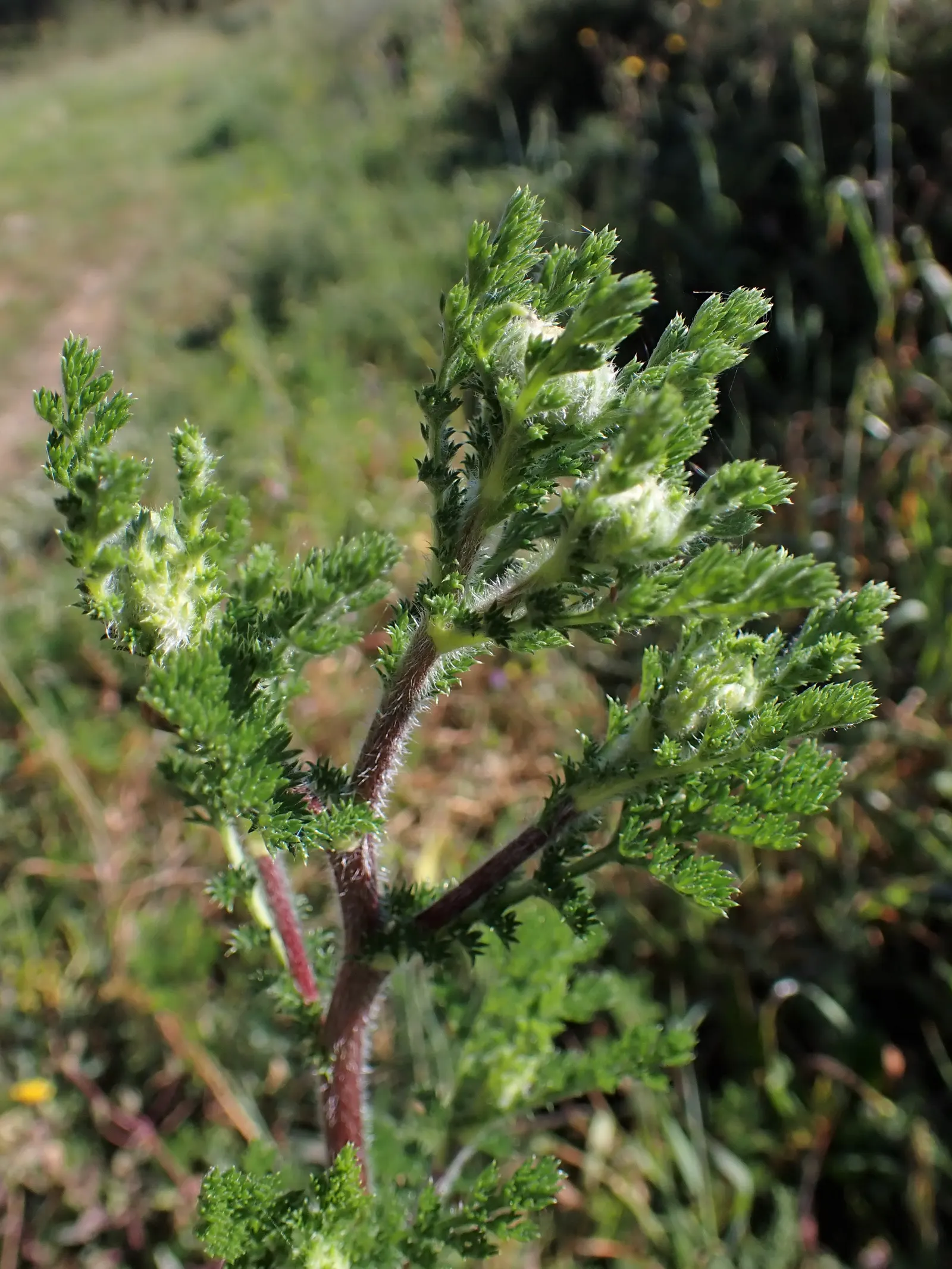 Woolly Yarrow (Achillea Tomentosa) — scientifically known as Achillea tomentosa; tolerating poor soil and high temperatures