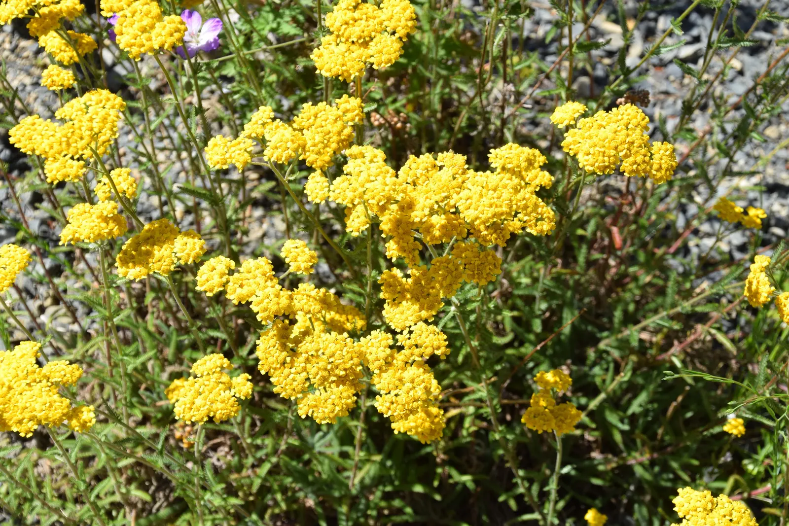 Woolly Yarrow (Achillea Tomentosa) — making it an ideal groundcover or border plant for xeriscaping and wildlife-friendly gardens