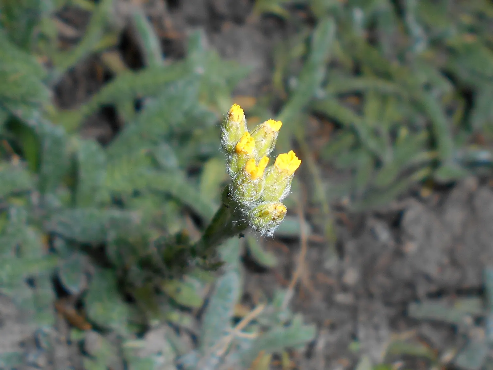 Woolly Yarrow (Achillea Tomentosa) — Hardy in USDA zones 3 through 8