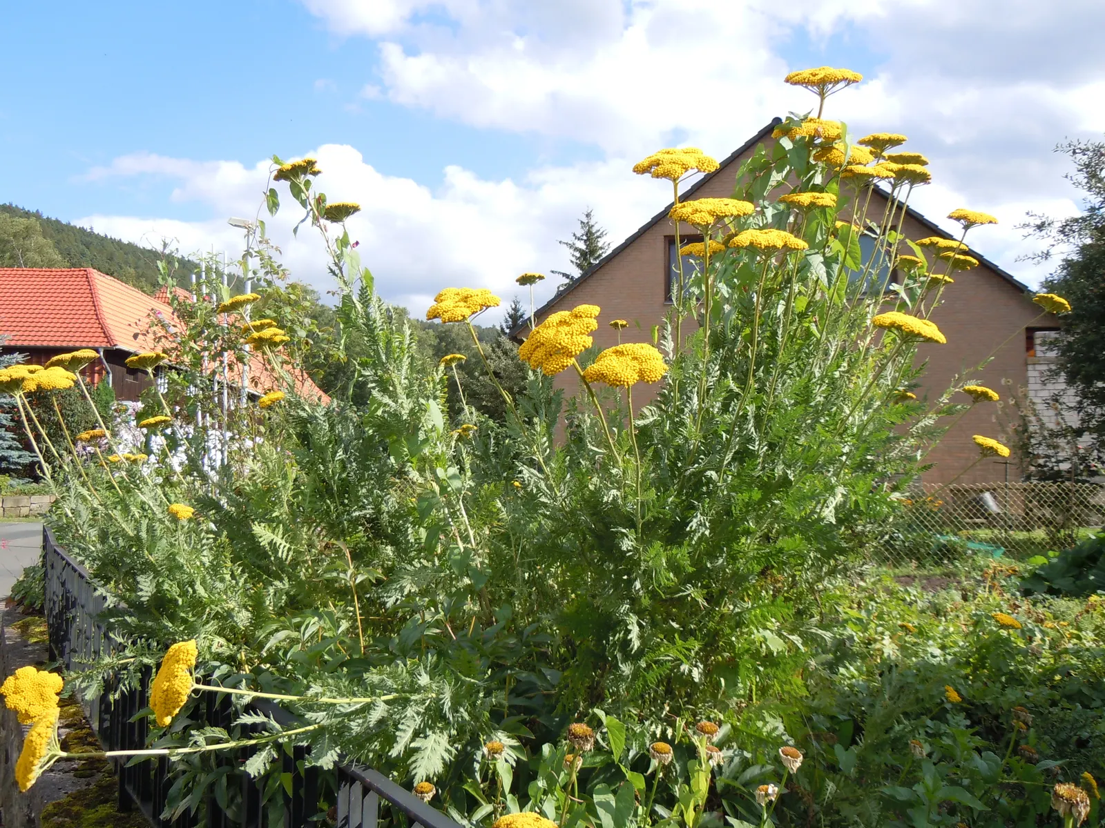 Woolly Yarrow (Achillea Tomentosa) — tolerating poor soil and high temperatures; scientifically known as Achillea tomentosa