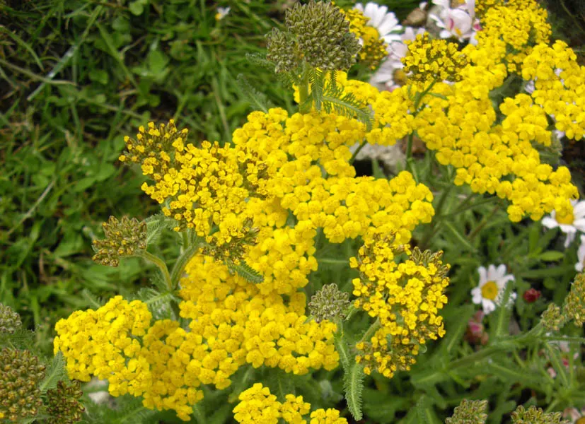Woolly Yarrow (Achillea Tomentosa) — The leaves are finely divided