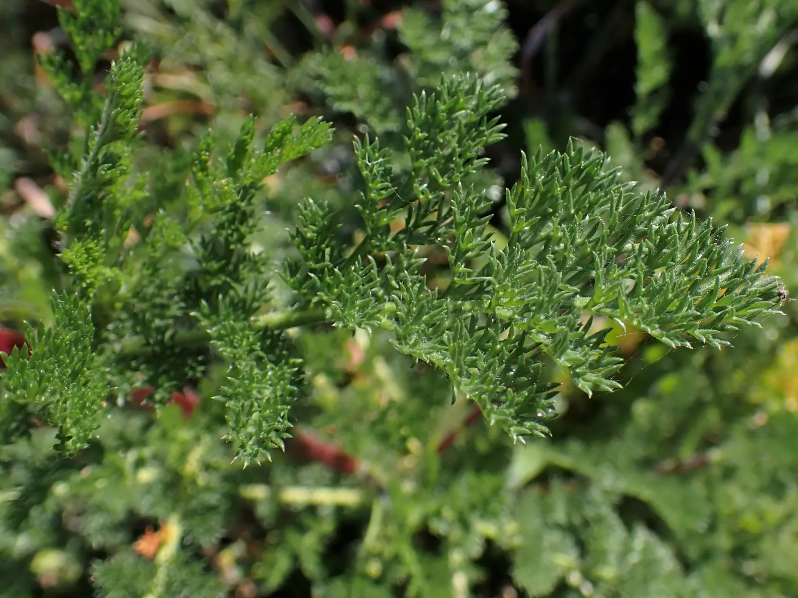 Woolly Yarrow (Achillea Tomentosa) — Achillea tomentosa produces an abundance of cheerful; delicate yellow flower clusters bloom atop 8-to-20-inch stalks in