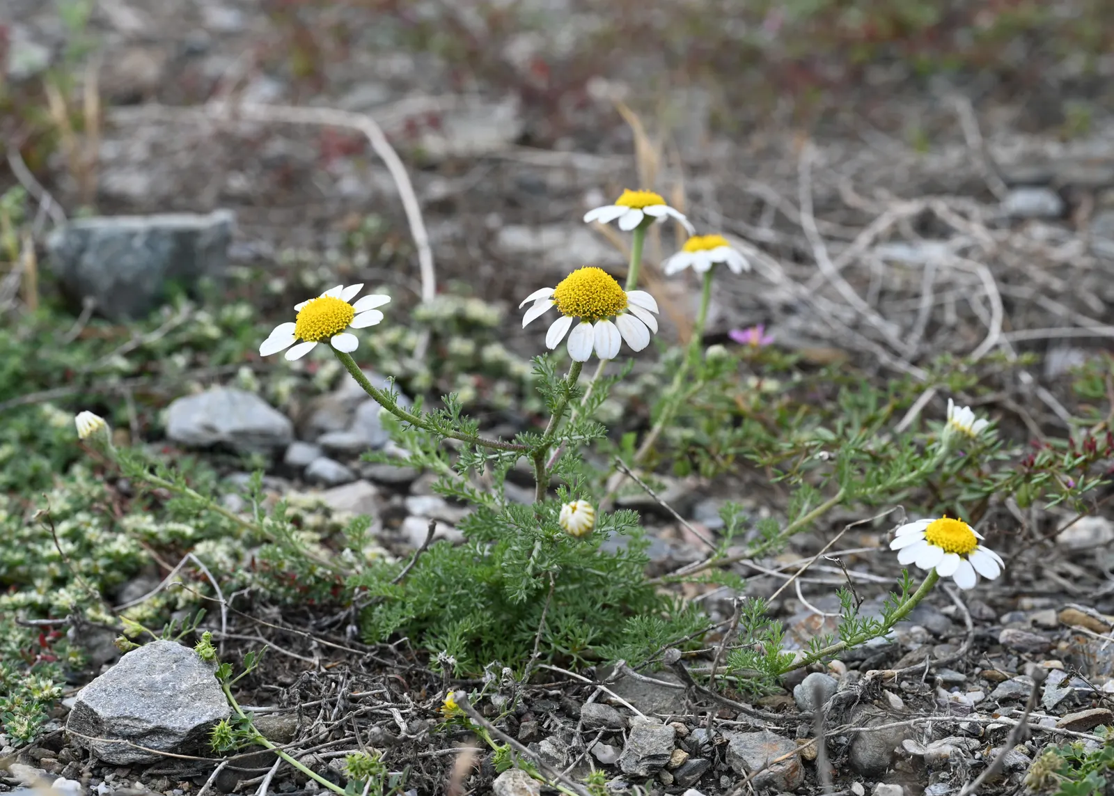 Woolly Yarrow (Achillea Tomentosa) — ground cover / perennial for full or half