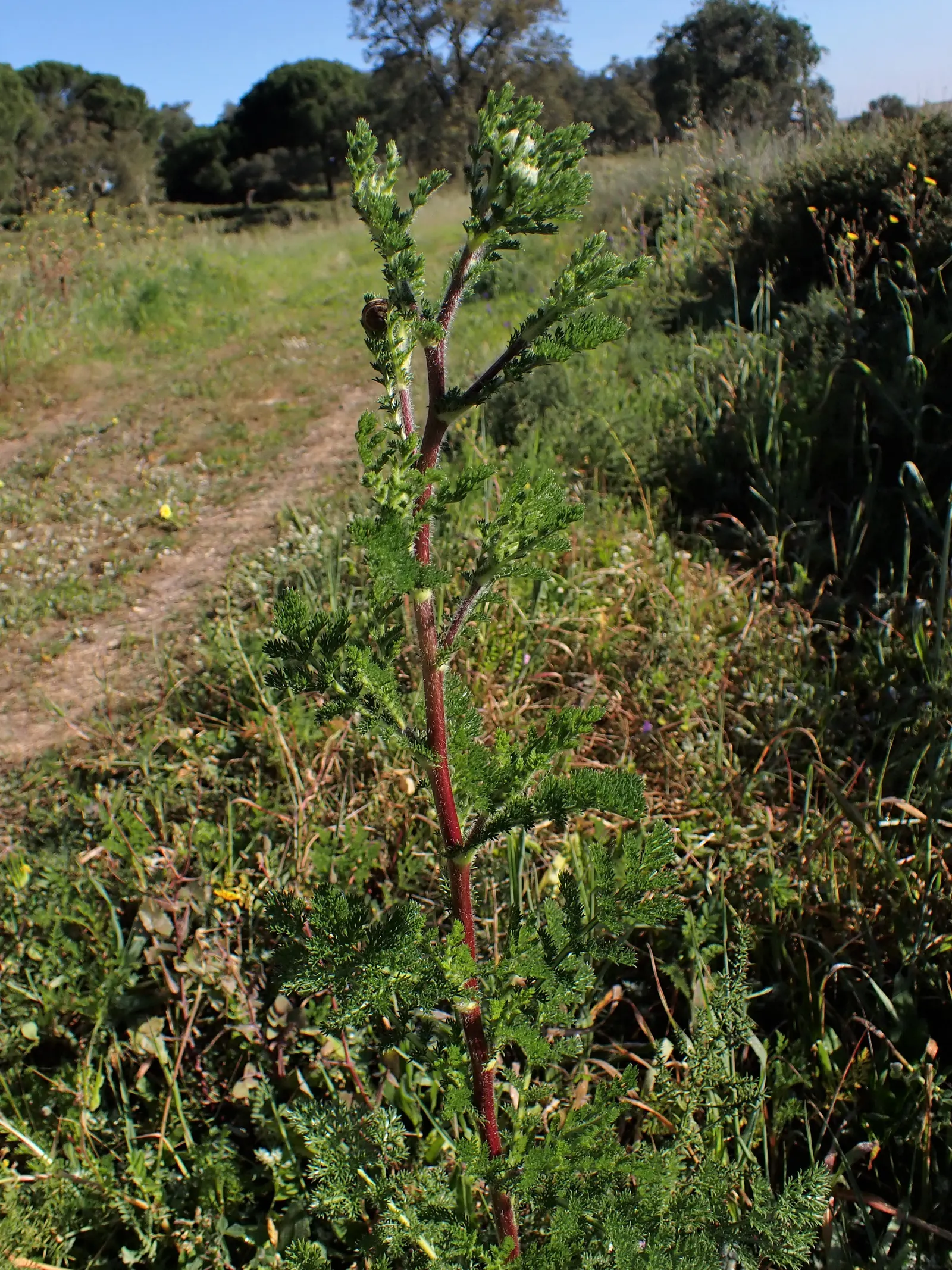 Woolly Yarrow (Achillea Tomentosa) — golden-yellow flower heads on stalks that rise 8 to 12 inches above the foliage; presenting an alluring textural element