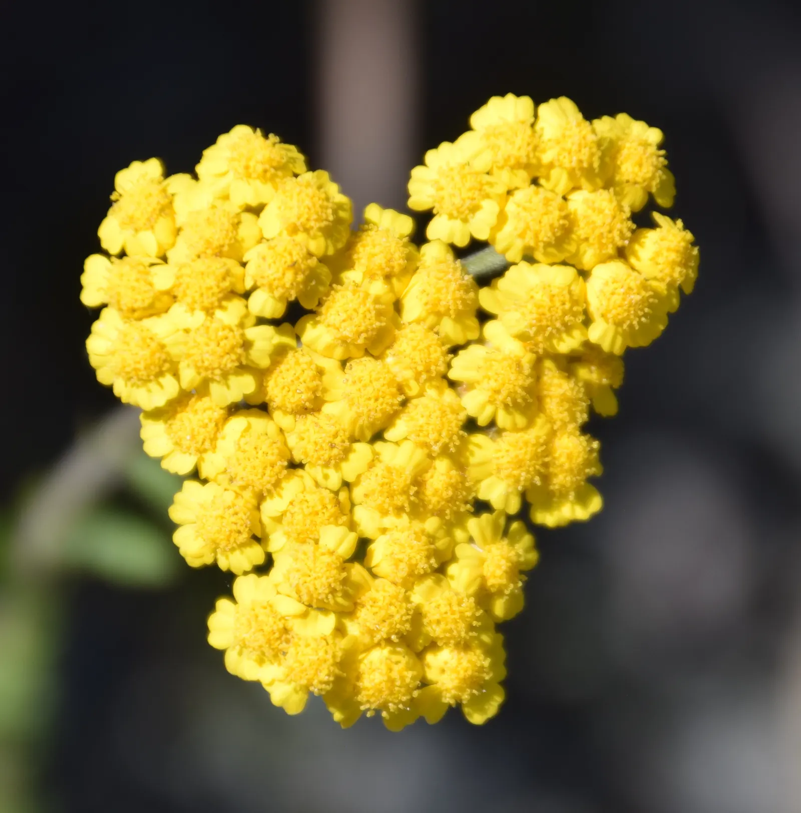 Woolly Yarrow (Achillea Tomentosa) — ground cover / perennial for full or half; or as part of a mixed perennial bed