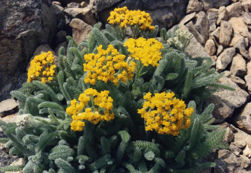 Woolly Yarrow (Achillea Tomentosa) — scientifically known as Achillea tomentosa; tolerating poor soil and high temperatures, image 59