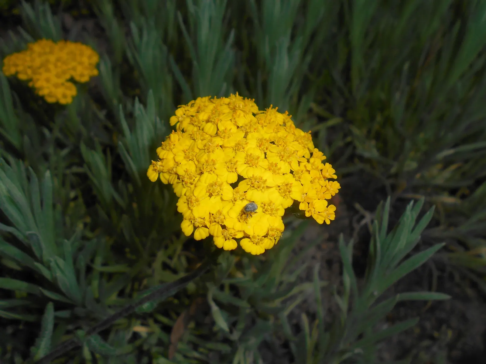 Woolly Yarrow (Achillea Tomentosa) — This drought-tolerant species thrives in USDA zones 3-8, preferring full sun and well-drained soil; ground, image 56