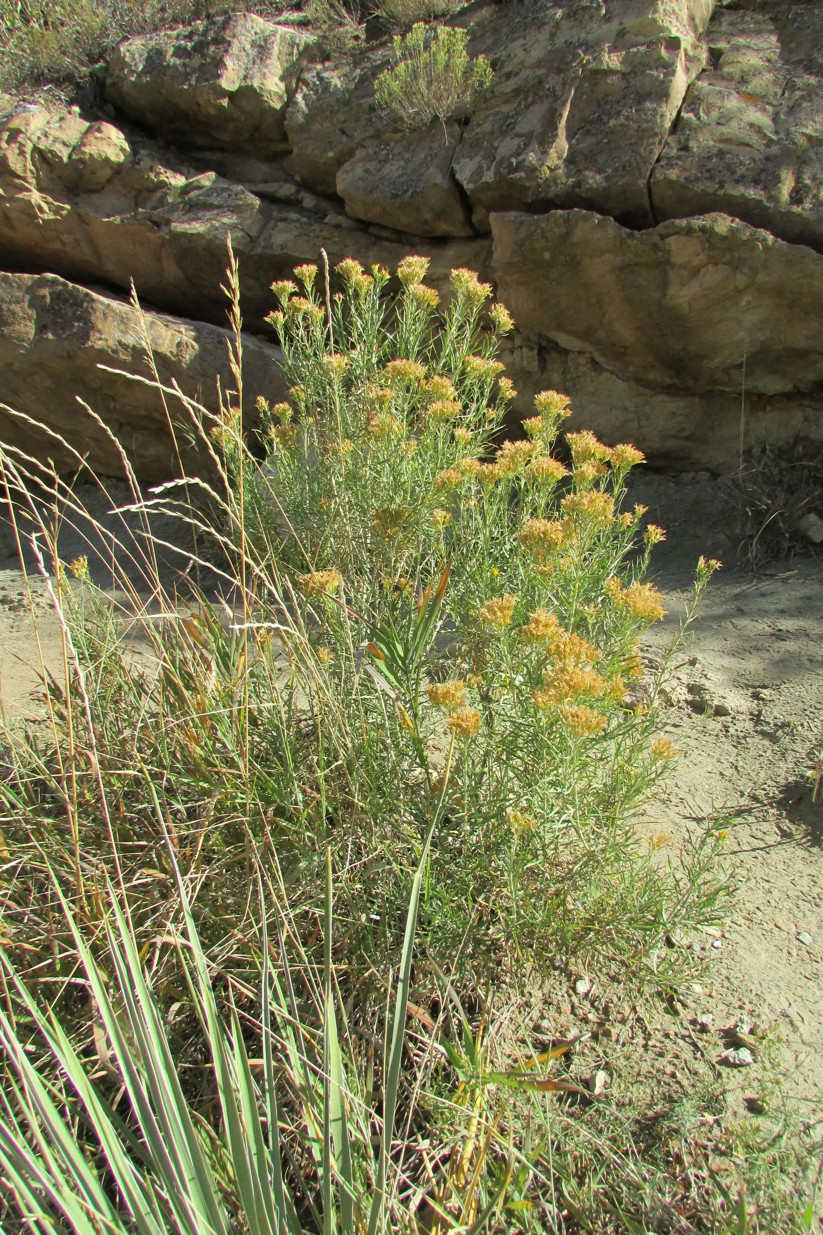 Woolly Yarrow (Achillea Tomentosa) — providing a low-maintenance yet vibrant solution for spaces between stepping stones; its spread dictates a spacing of