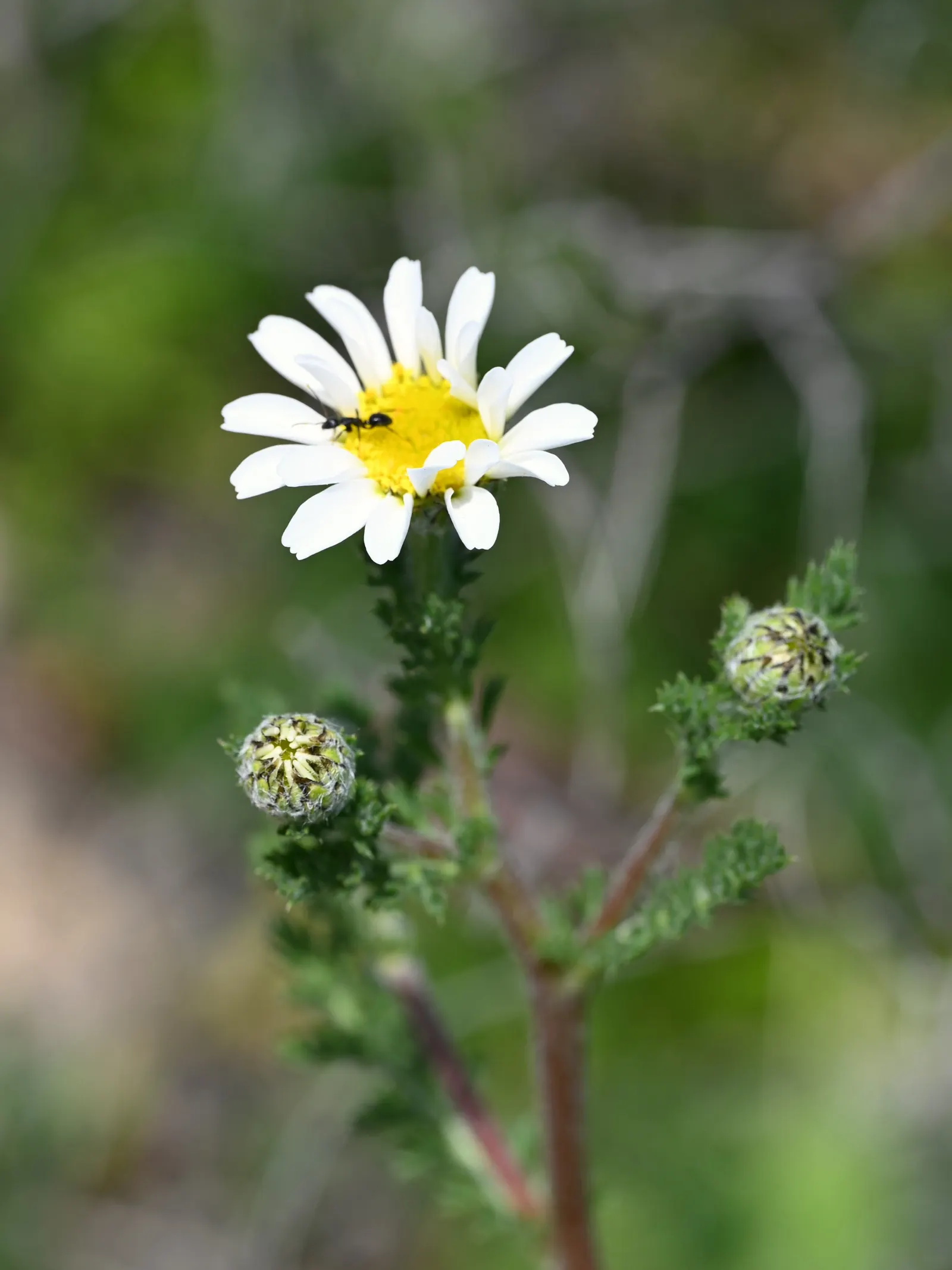 Woolly Yarrow (Achillea Tomentosa) — Hardy in USDA zones 3 through 8; this plant can withstand a variety of conditions