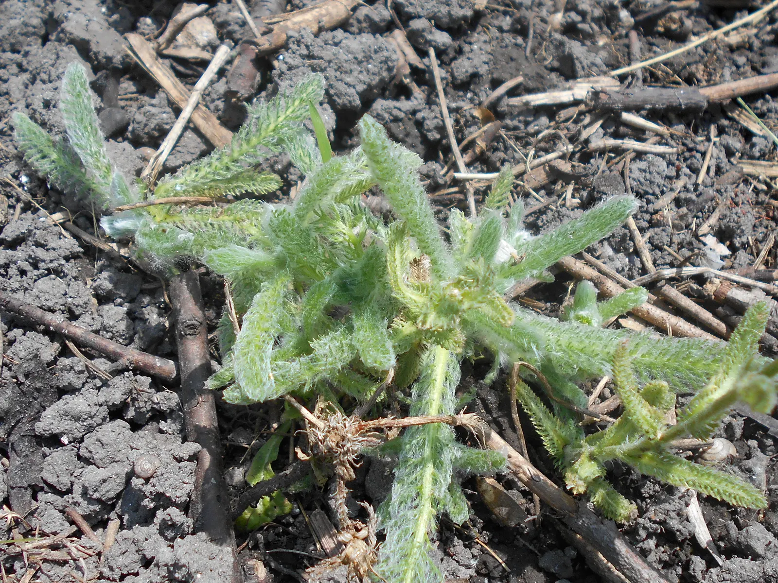 Woolly Yarrow (Achillea Tomentosa) — Delicate yellow flower clusters bloom atop 8-to-20-inch stalks in summer; hardy in USDA zones 3 through 8, image 55