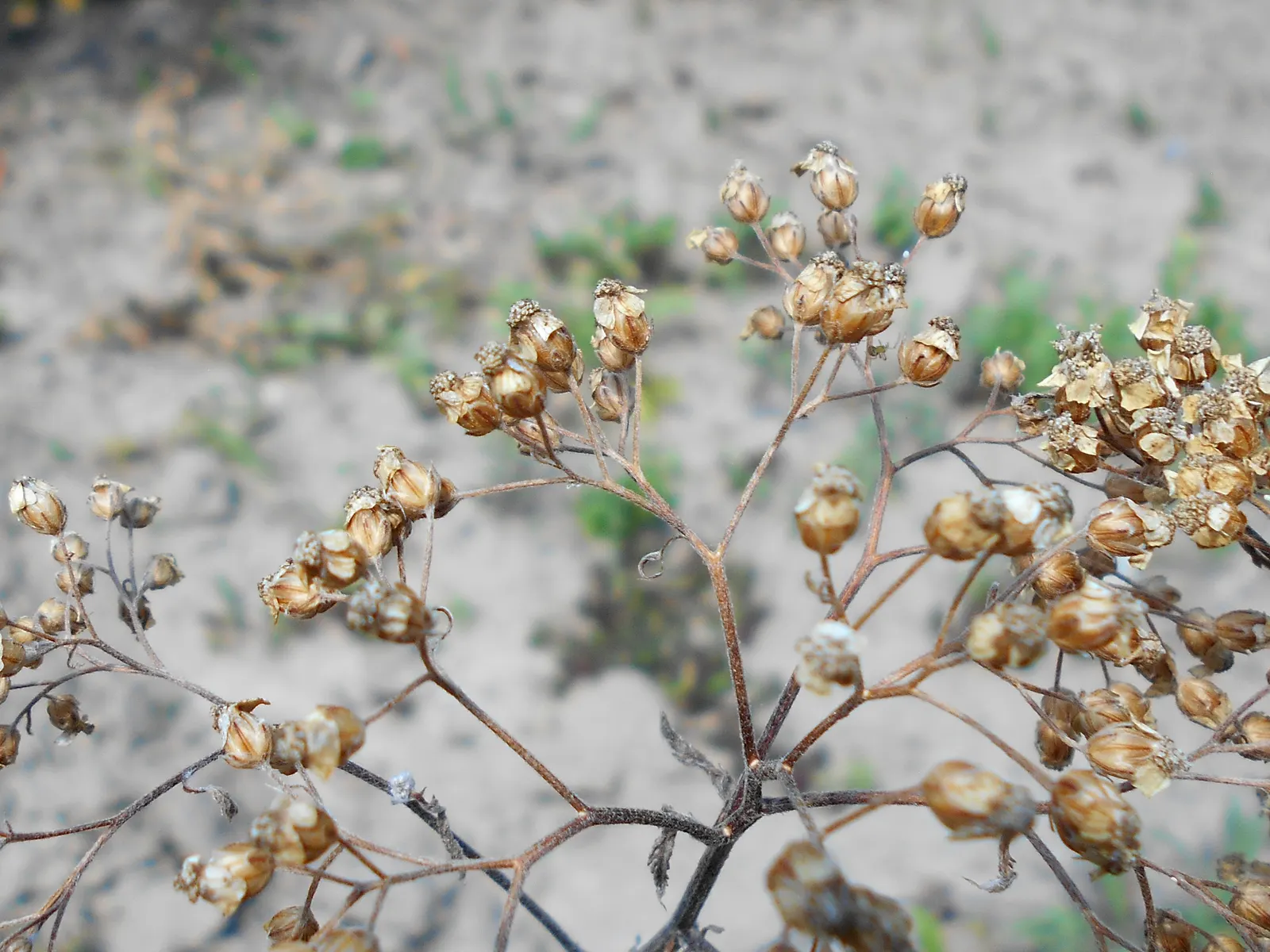 Woolly Yarrow (Achillea Tomentosa) — gold and yellow flowers in the garden; silvery-gray to greenish woolly foliage that feels soft to the touch