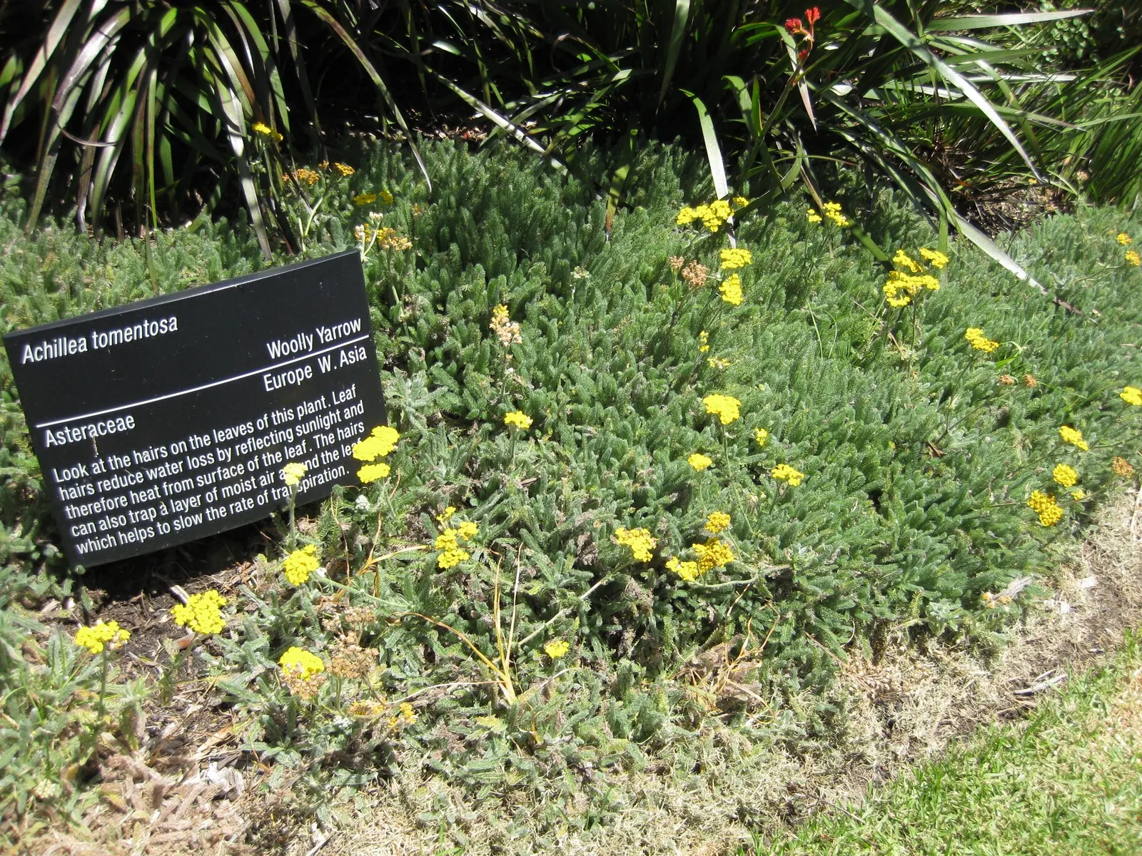 Woolly Yarrow (Achillea Tomentosa) — this plant can withstand a variety of conditions; ground cover / perennial for full or half
