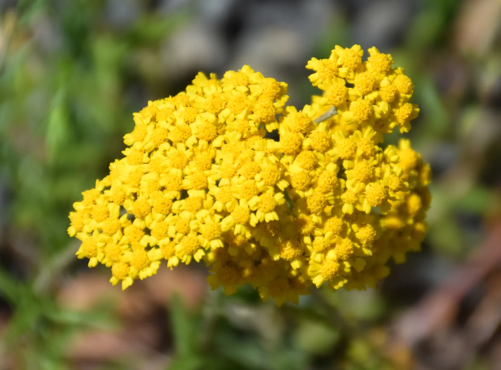Woolly Yarrow (Achillea Tomentosa) — Woolly Yarrow (Achillea tomentosa) is a low-growing perennial; this drought-tolerant species thrives in USDA, image 53