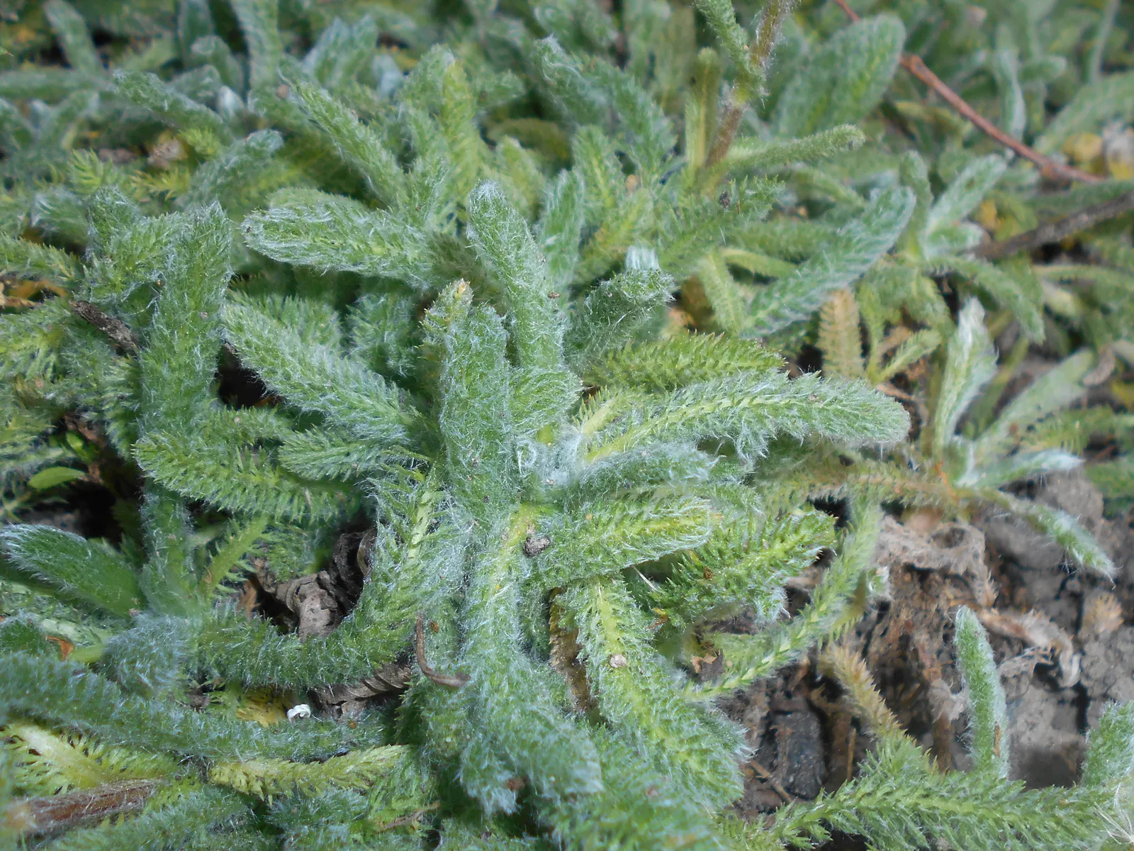 Woolly Yarrow (Achillea Tomentosa) — or as part of a mixed perennial bed