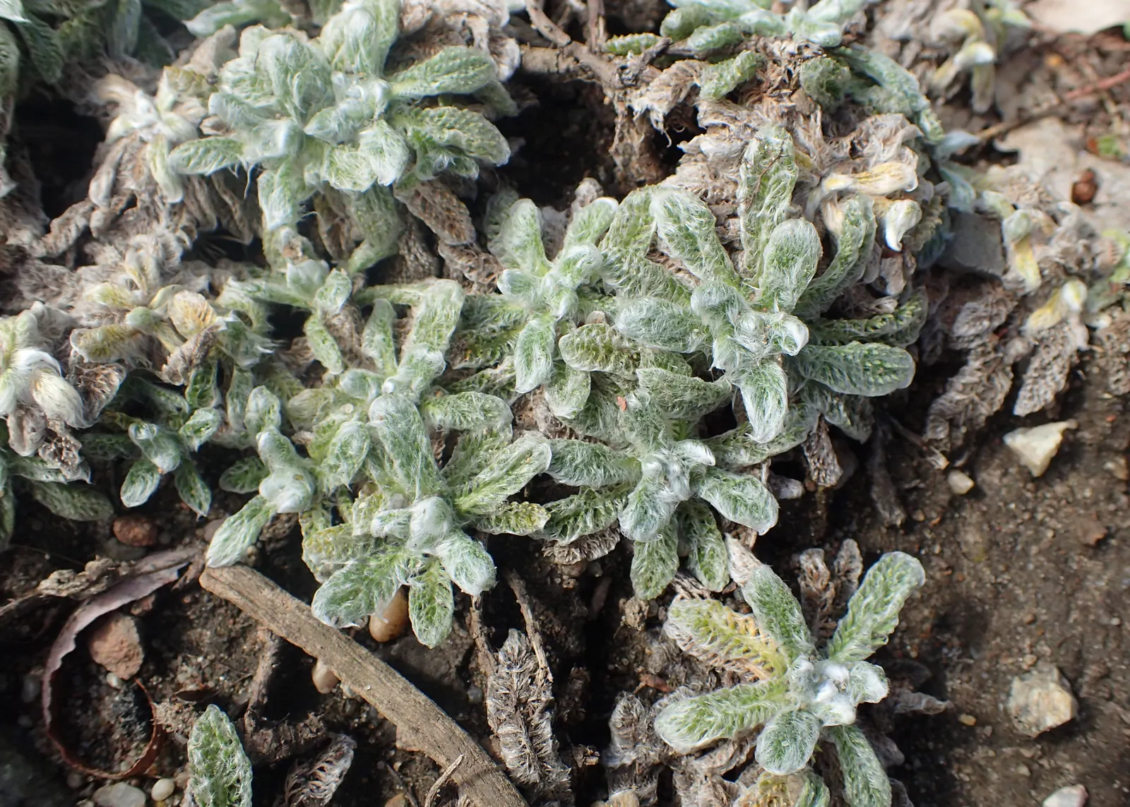 Woolly Yarrow (Achillea Tomentosa) — Its most distinctive feature is the fine