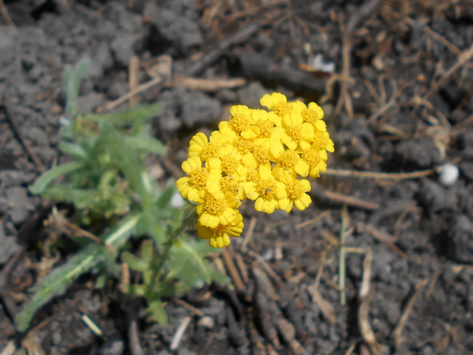 Woolly Yarrow (Achillea Tomentosa) — golden-yellow flower heads on stalks that rise 8 to 12 inches above the foliage