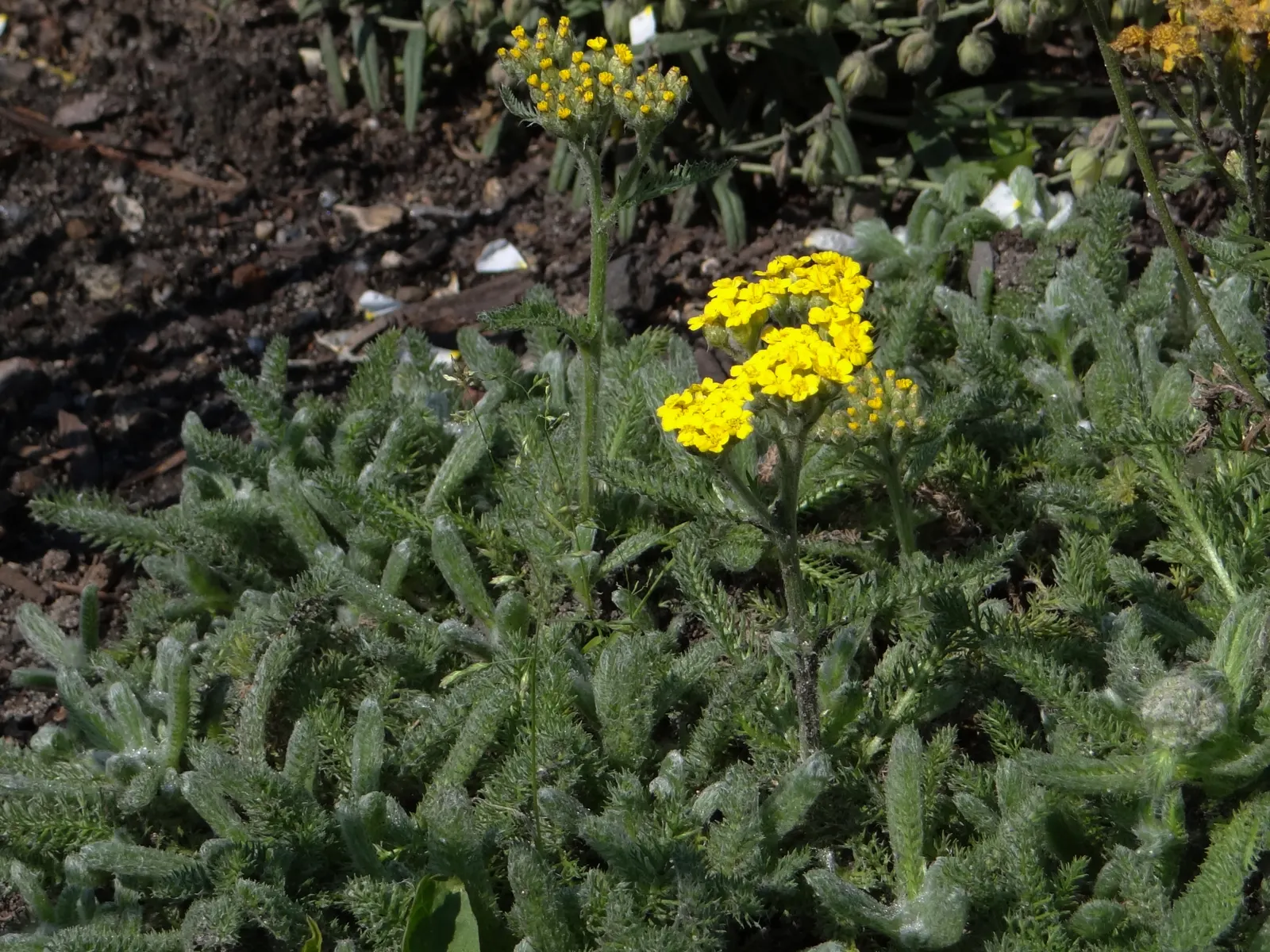 Woolly Yarrow (Achillea Tomentosa) — This drought-tolerant species thrives in USDA zones 3-8, preferring full sun and well-drained soil