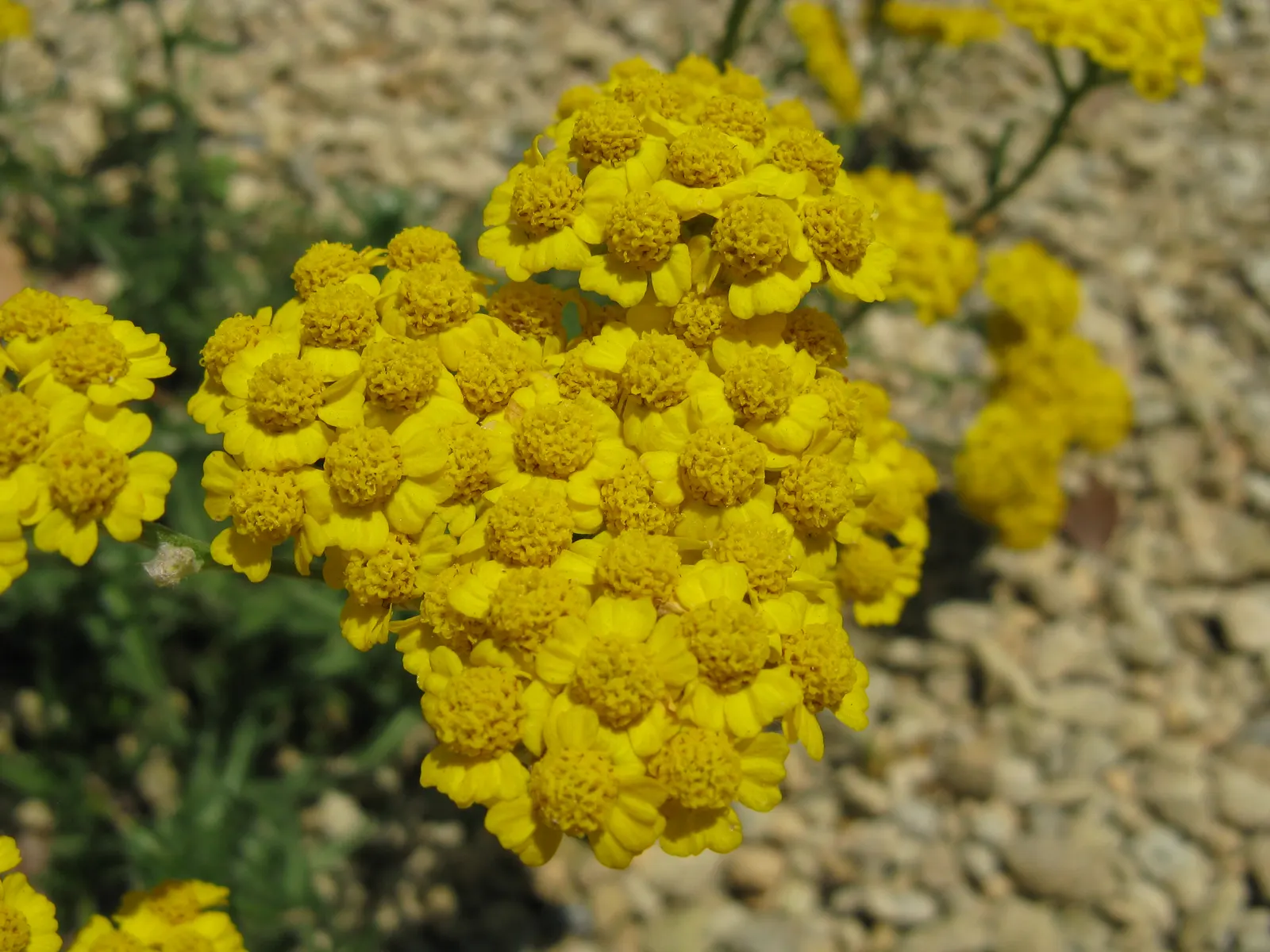 Woolly Yarrow (Achillea Tomentosa) — ground cover / perennial with gold and yellow blooms; it prefers well-drained soil and is drought-tolerant once established
