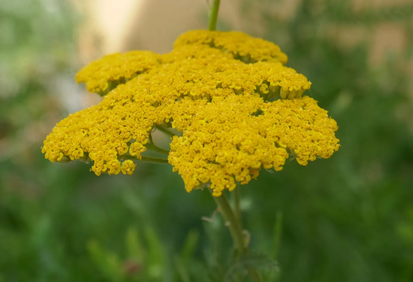 Woolly Yarrow (Achillea Tomentosa) — making it ideal for xeriscaping or rock gardens; achillea tomentosa produces an abundance of cheerful