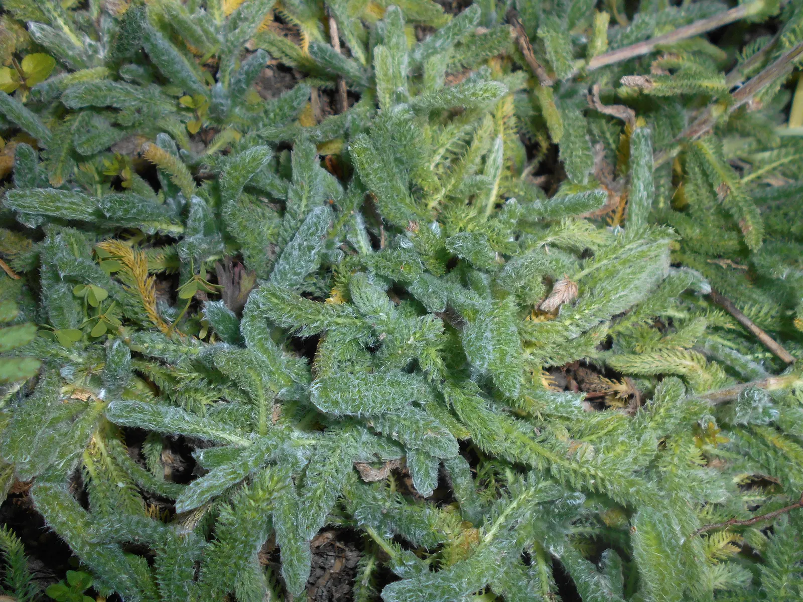 Woolly Yarrow (Achillea Tomentosa) — Each flower cluster is a composite of tiny florets typical of the Asteraceae family; making it ideal for xeriscaping or