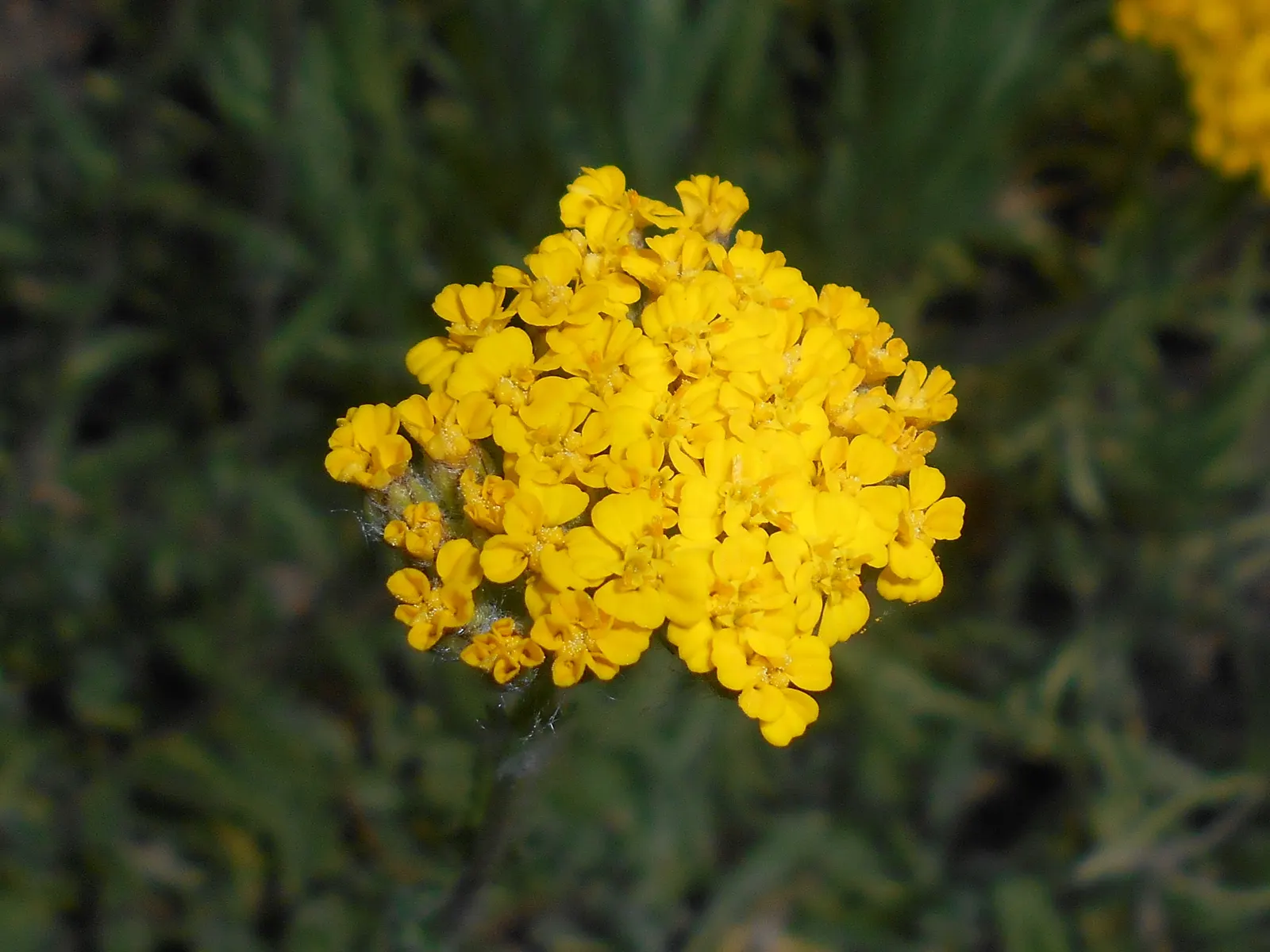 Woolly Yarrow (Achillea Tomentosa) — Woolly Yarrow (Achillea tomentosa) is a low-growing perennial