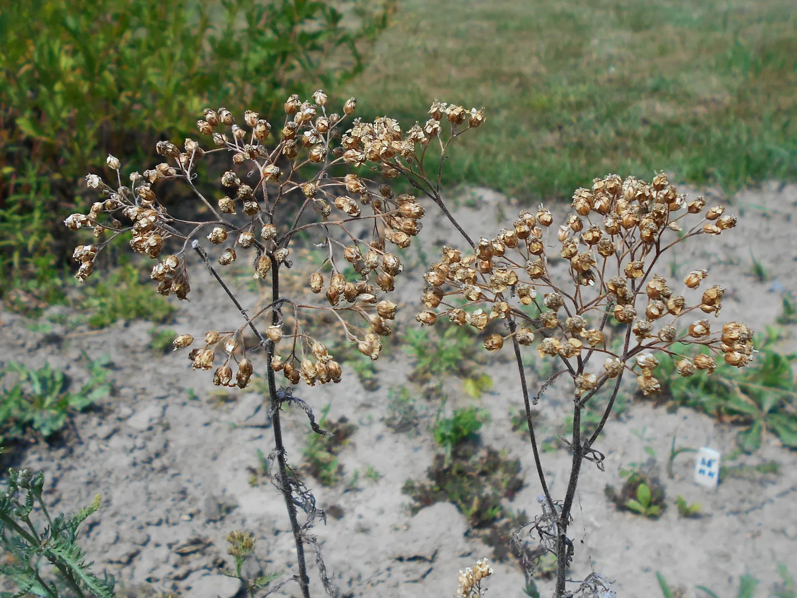 Woolly Yarrow (Achillea Tomentosa) — or as part of a mixed perennial bed; prized for its silvery-green