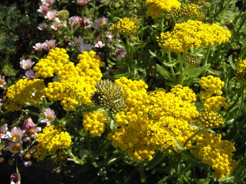 Woolly Yarrow (Achillea Tomentosa) — making it an ideal groundcover or border plant for xeriscaping and wildlife-friendly gardens; golden-yellow, image 58