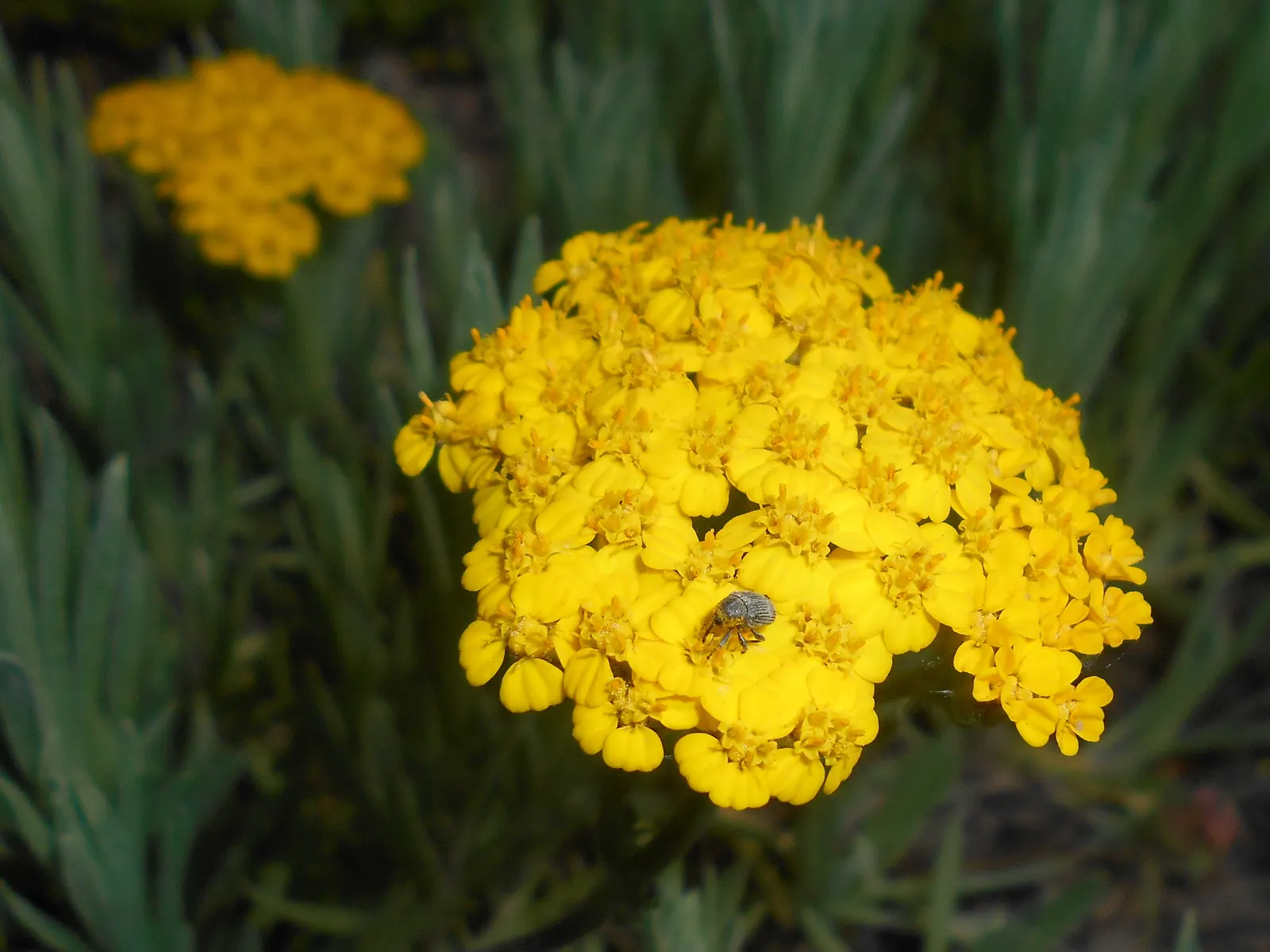 Woolly Yarrow (Achillea Tomentosa) — prized for its silvery-green; the leaves are finely divided, image 54