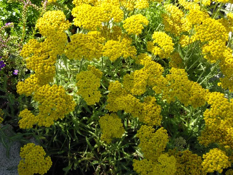 Woolly Yarrow (Achillea Tomentosa) — scientifically known as Achillea tomentosa