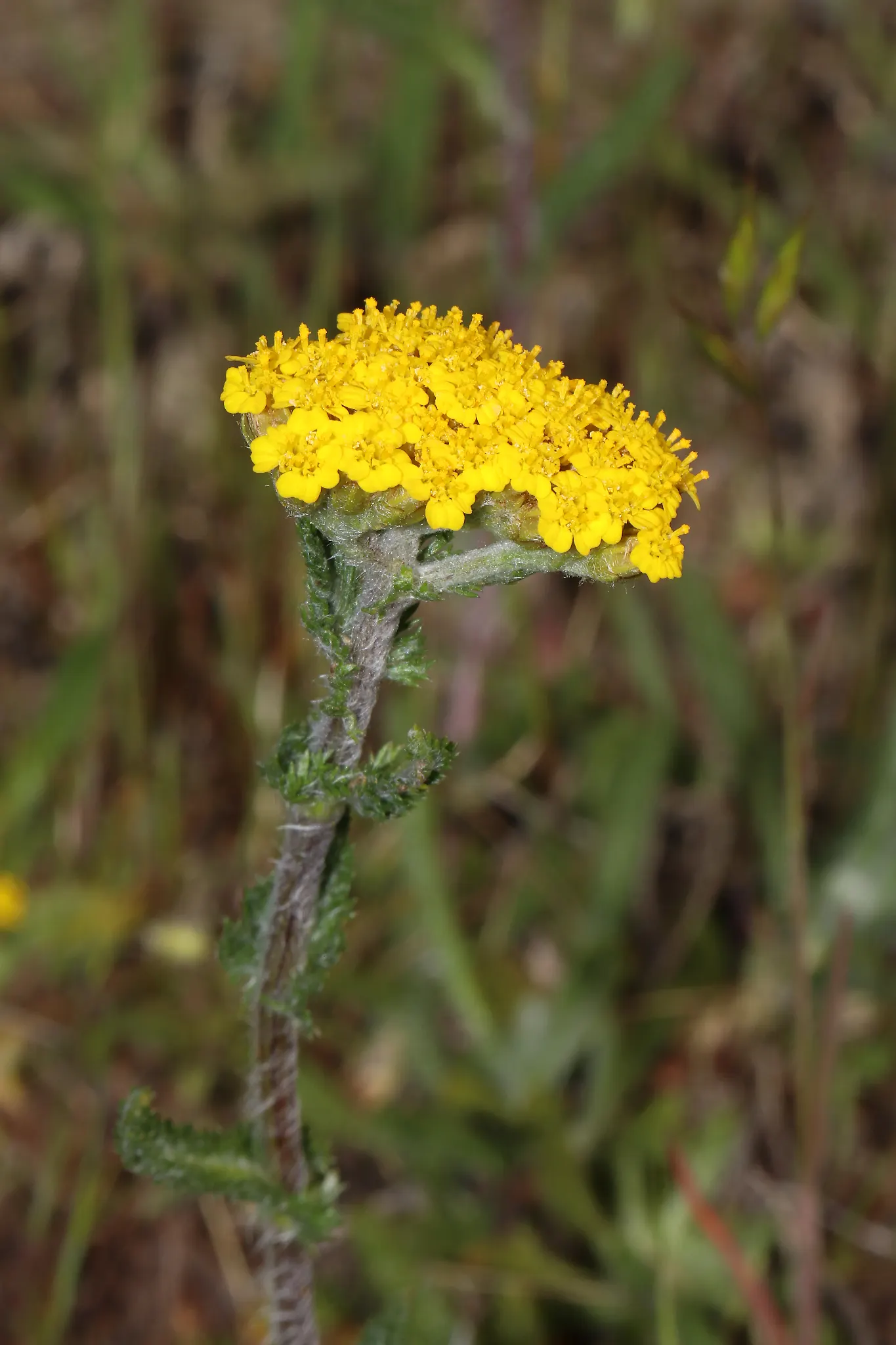 Woolly Yarrow (Achillea Tomentosa) — providing a low-maintenance yet vibrant solution for spaces between stepping stones