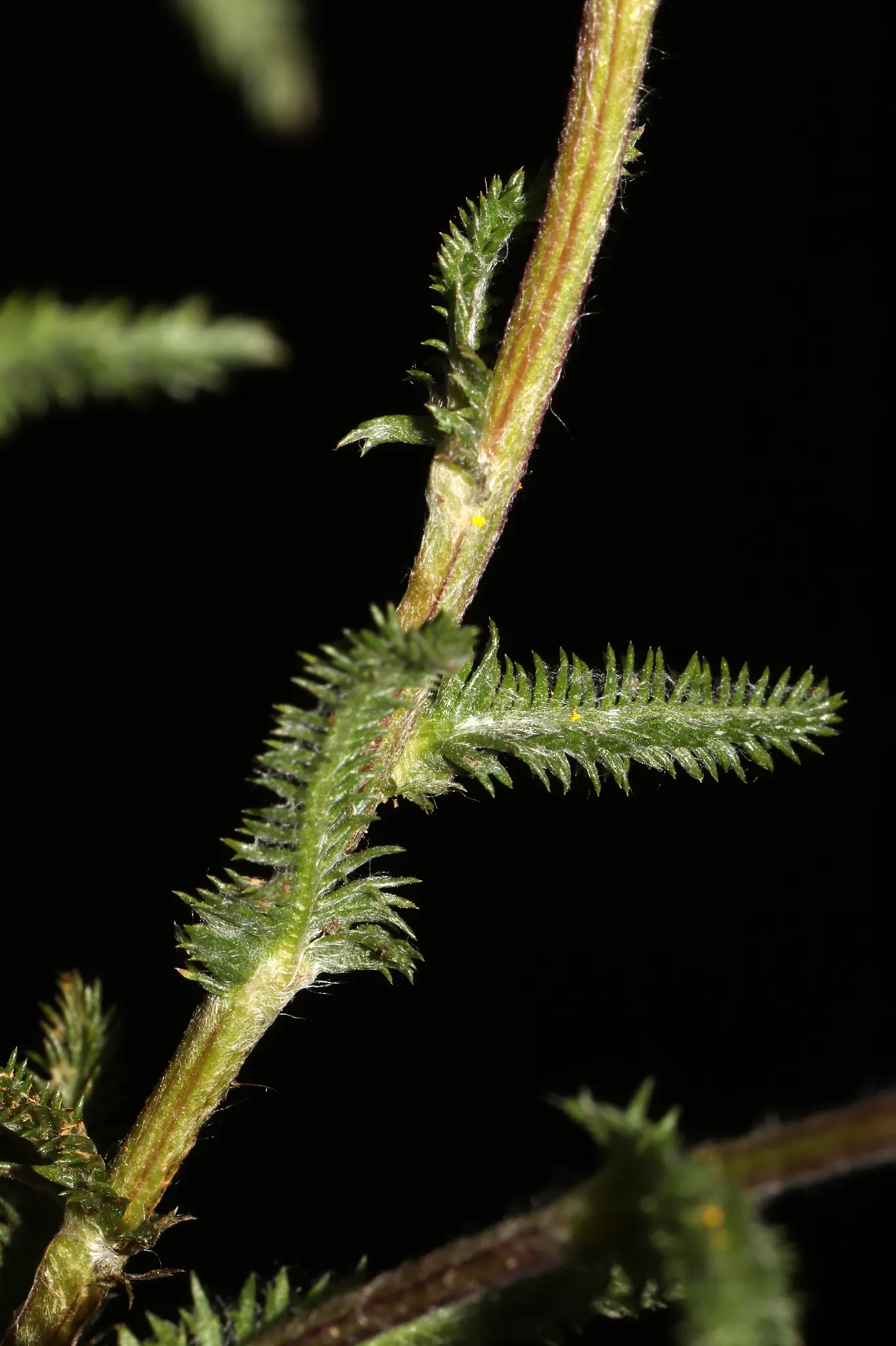 Woolly Yarrow (Achillea Tomentosa) — presenting an alluring textural element