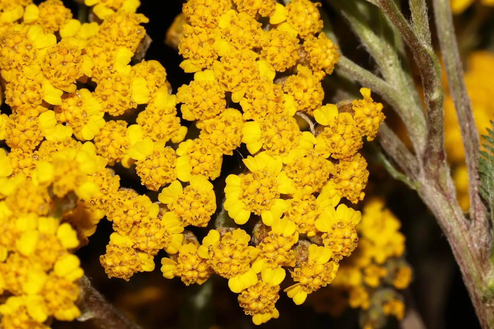 Woolly Yarrow (Achillea Tomentosa) — Achillea tomentosa produces an abundance of cheerful