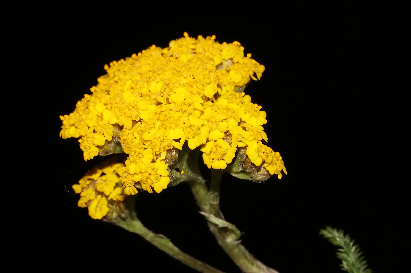Woolly Yarrow (Achillea Tomentosa) — Its spread dictates a spacing of about 12 to 18 inches to form a continuous