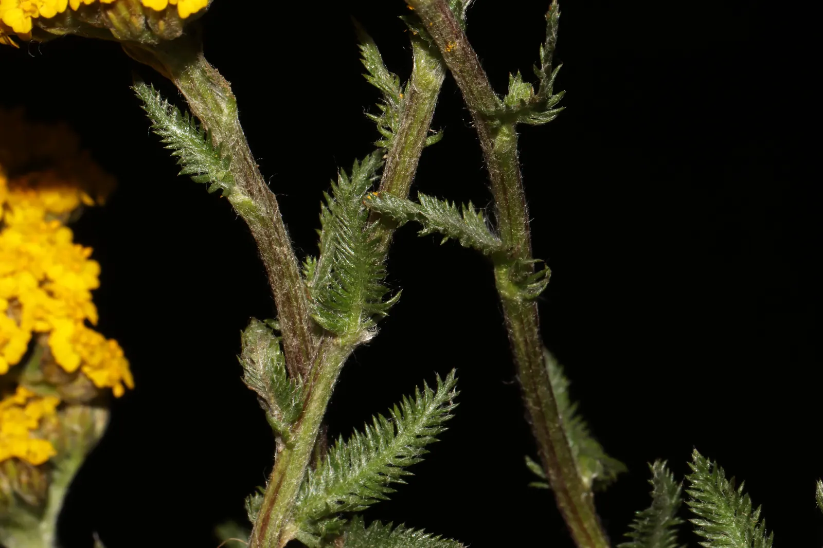 Woolly Yarrow (Achillea Tomentosa) — Delicate yellow flower clusters bloom atop 8-to-20-inch stalks in summer