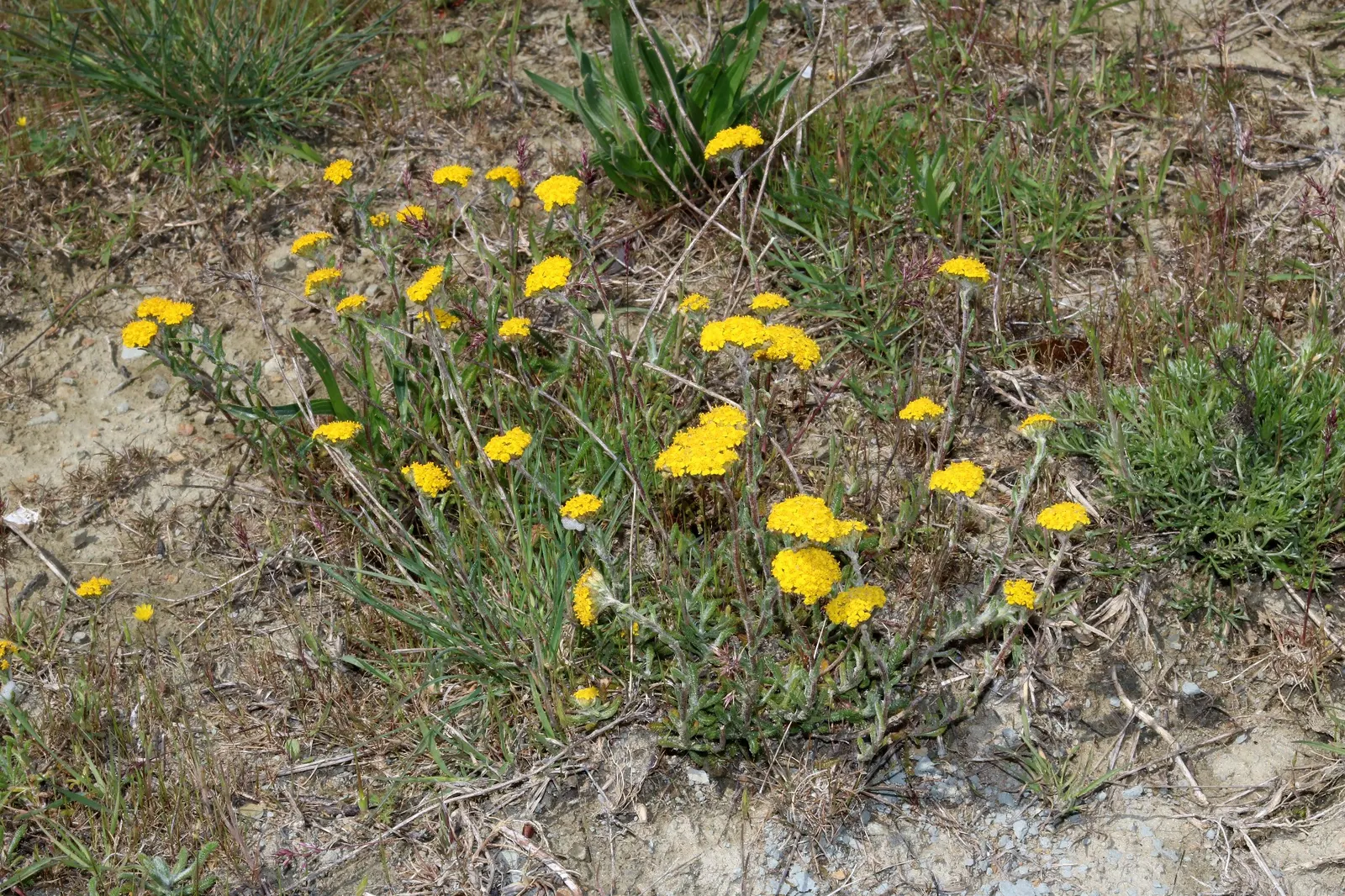 Woolly Yarrow (Achillea Tomentosa) — ground cover / perennial with gold and yellow blooms
