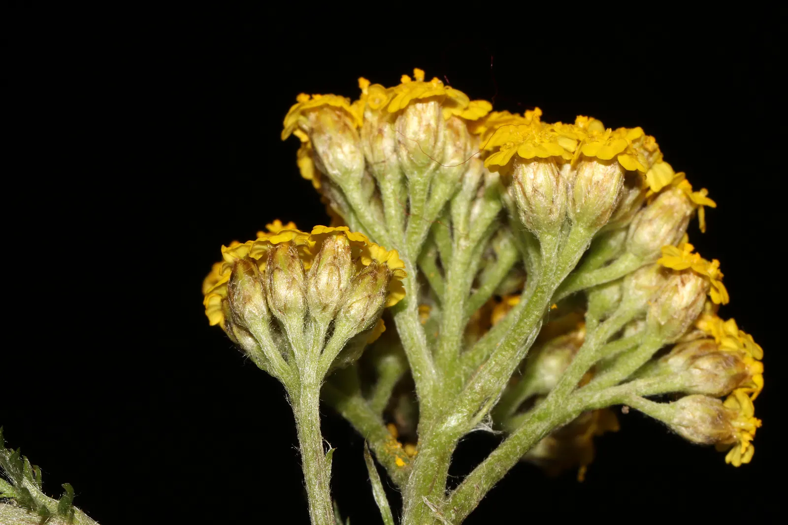Woolly Yarrow (Achillea Tomentosa) — silvery-gray to greenish woolly foliage that feels soft to the touch