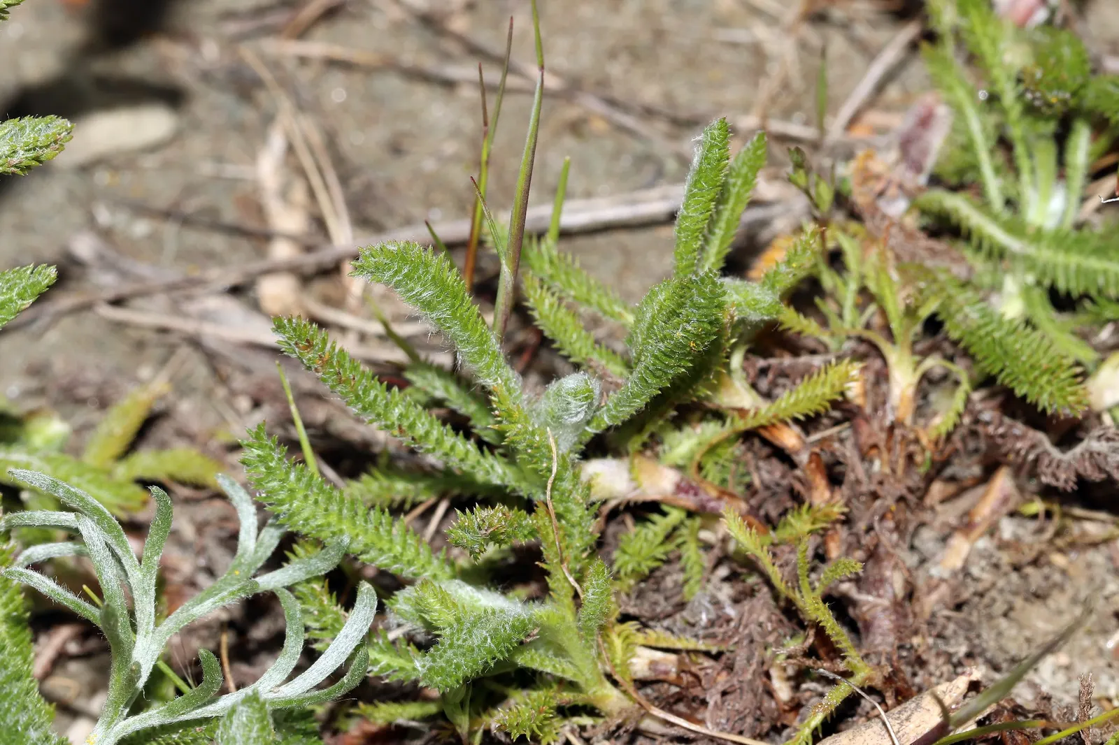 Woolly Yarrow (Achillea Tomentosa) — tolerating poor soil and high temperatures