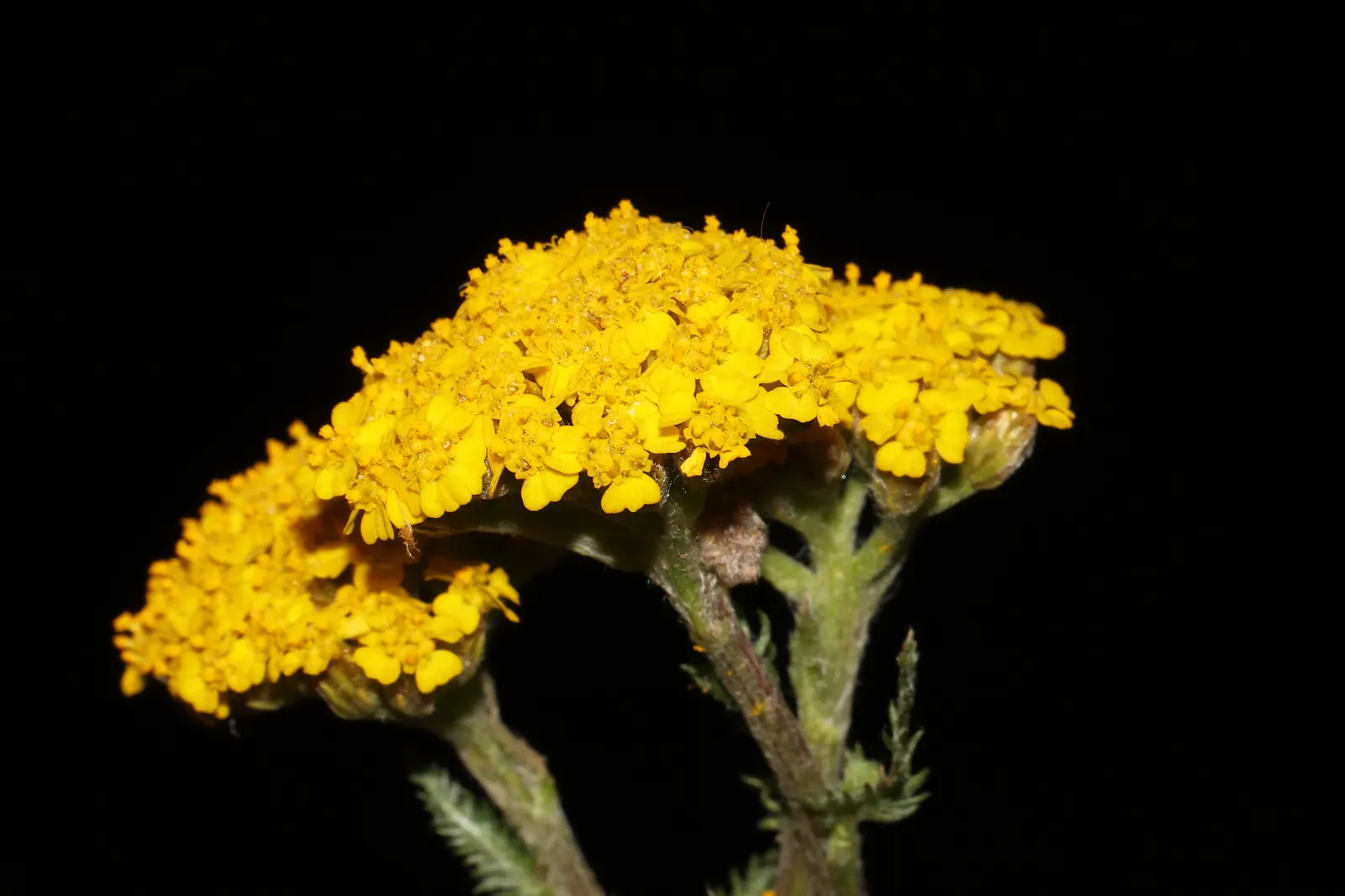 Woolly Yarrow (Achillea Tomentosa) — Woolly Yarrow is an excellent choice for areas that receive at least 6 hours of direct sunlight daily; gold and yellow