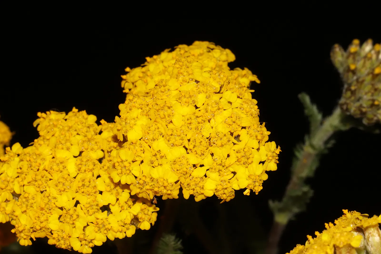 Woolly Yarrow (Achillea Tomentosa) — Delicate yellow flower clusters bloom atop 8-to-20-inch stalks in summer; hardy in USDA zones 3 through 8