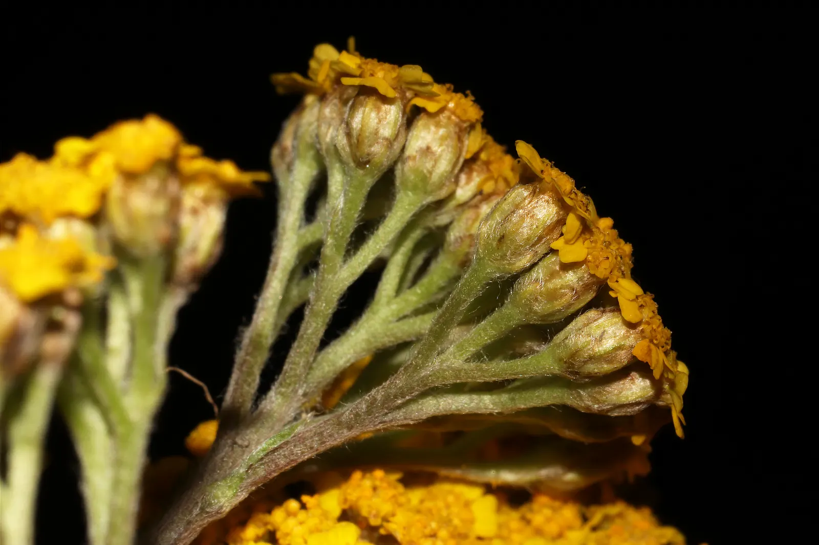 Woolly Yarrow (Achillea Tomentosa) — gold and yellow flowers in the garden